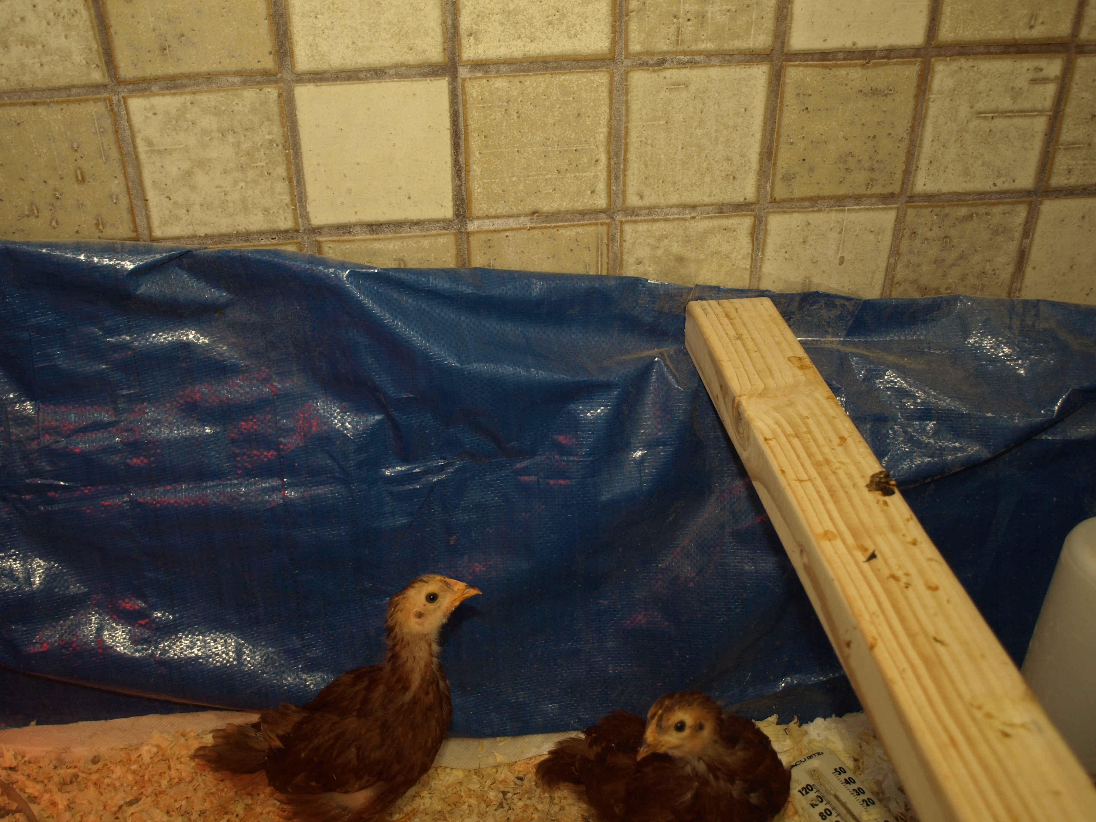 More Brooder
