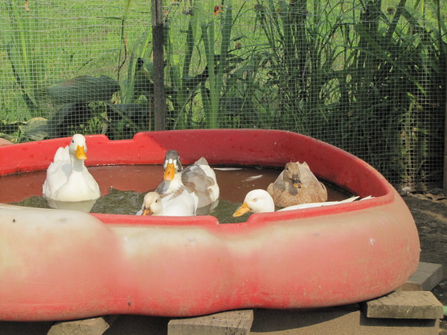 More Call ducks