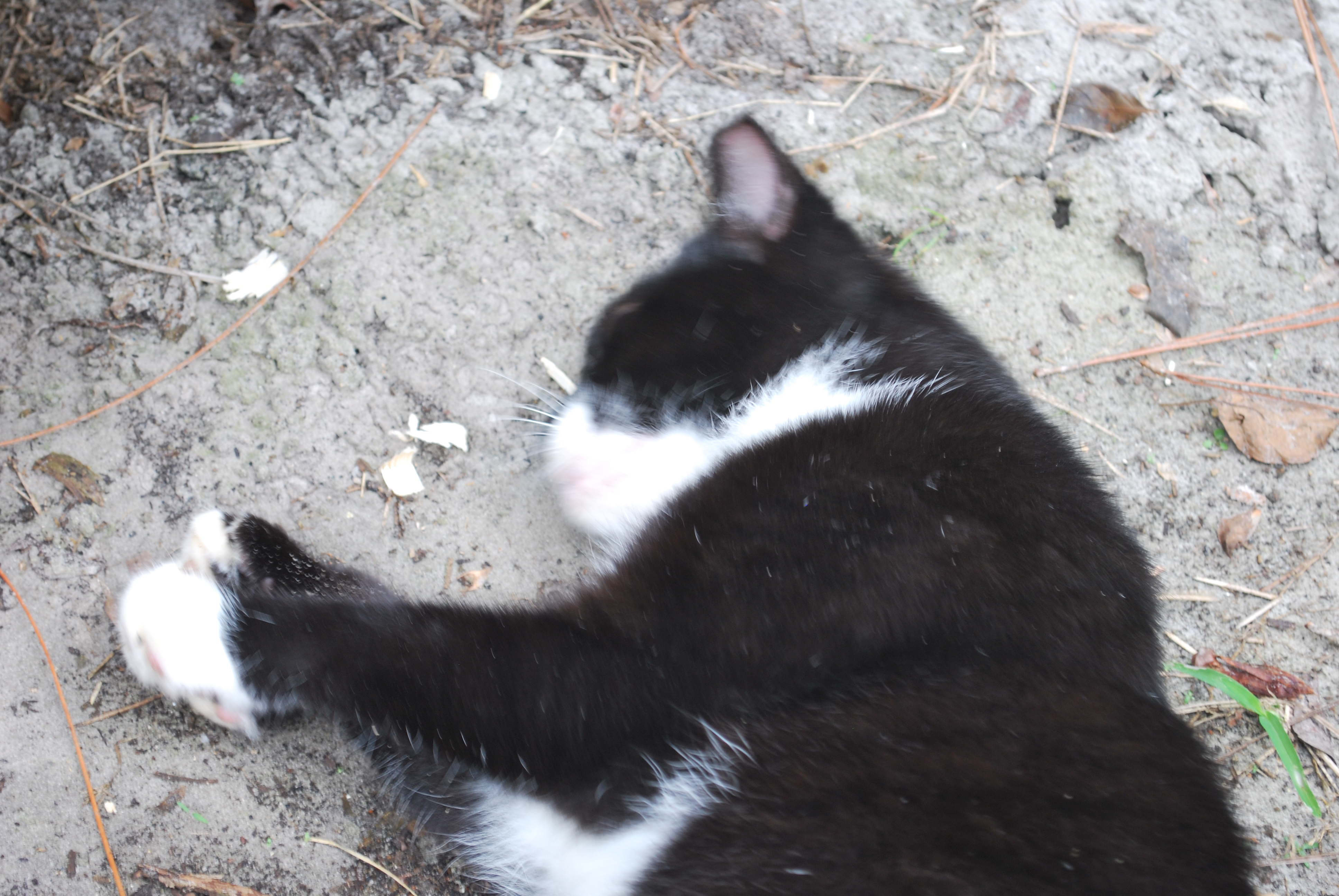 More cats to see the action