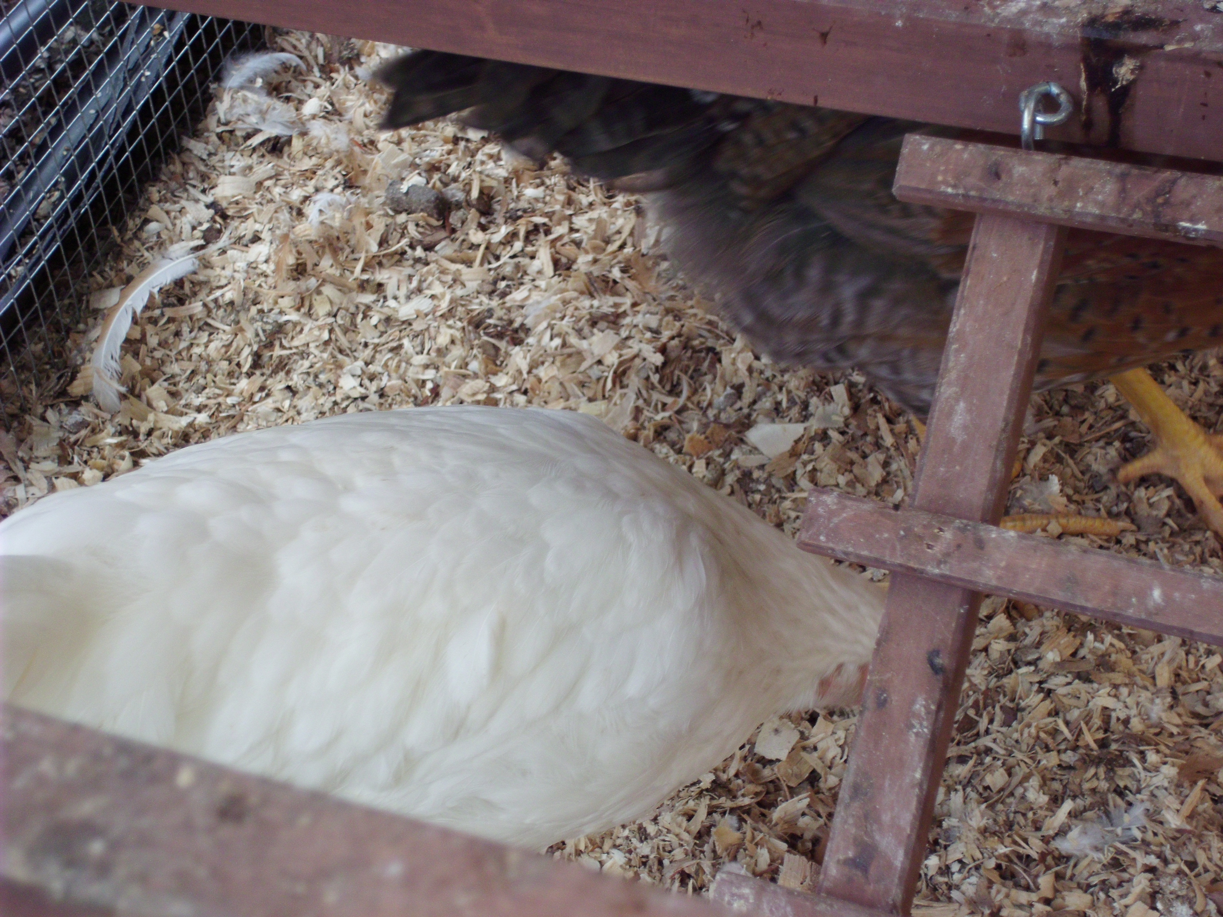 more chicken scratching