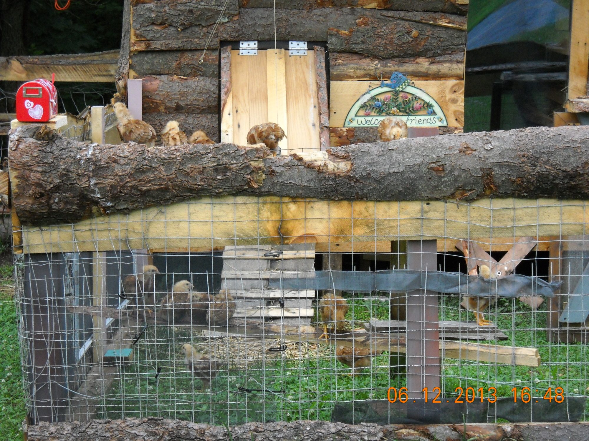 More chicks checking out new territory.
