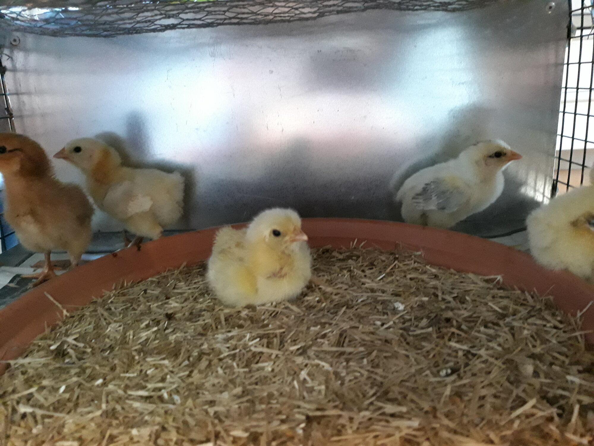 More chicks