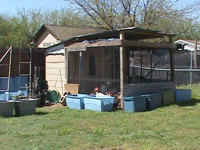 More container gardening around my chicken pen/coop.