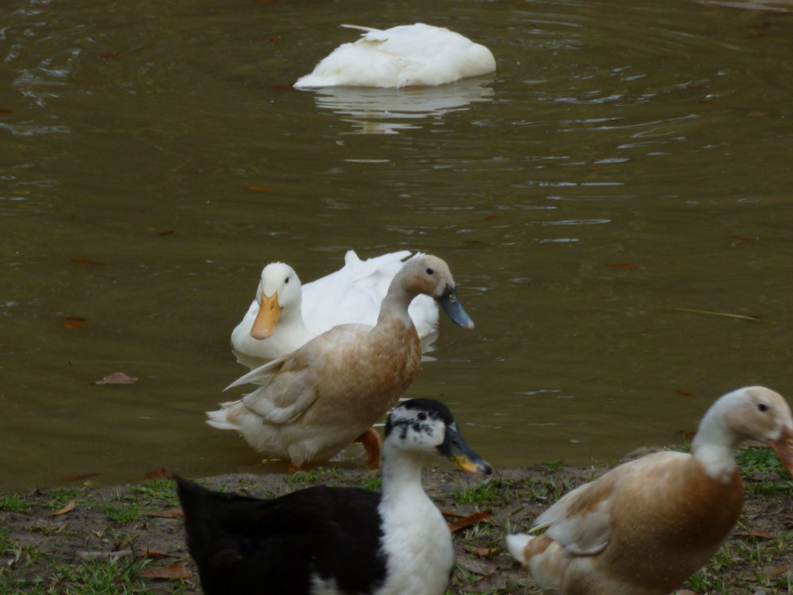 More duckies.