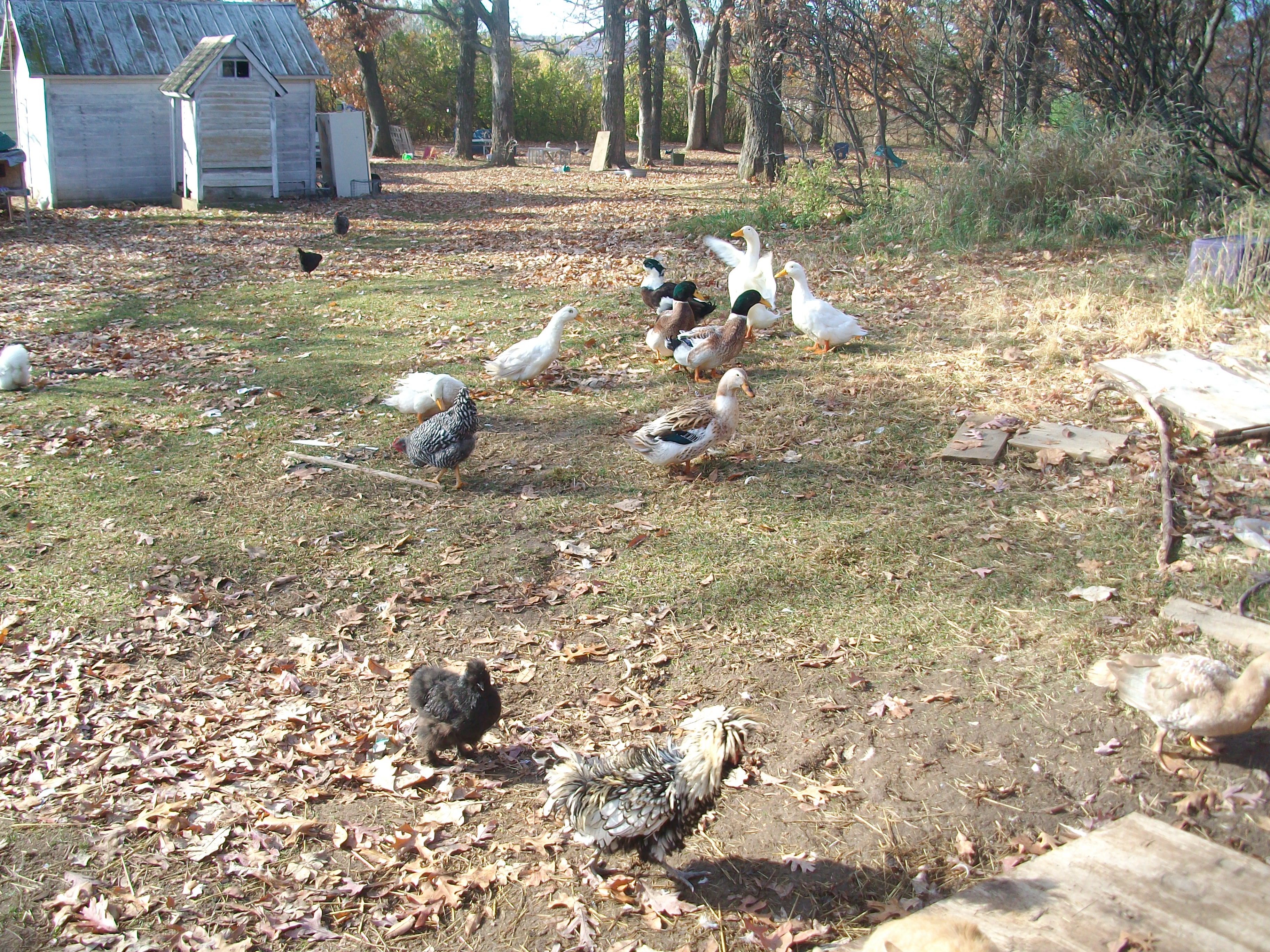 more ducks