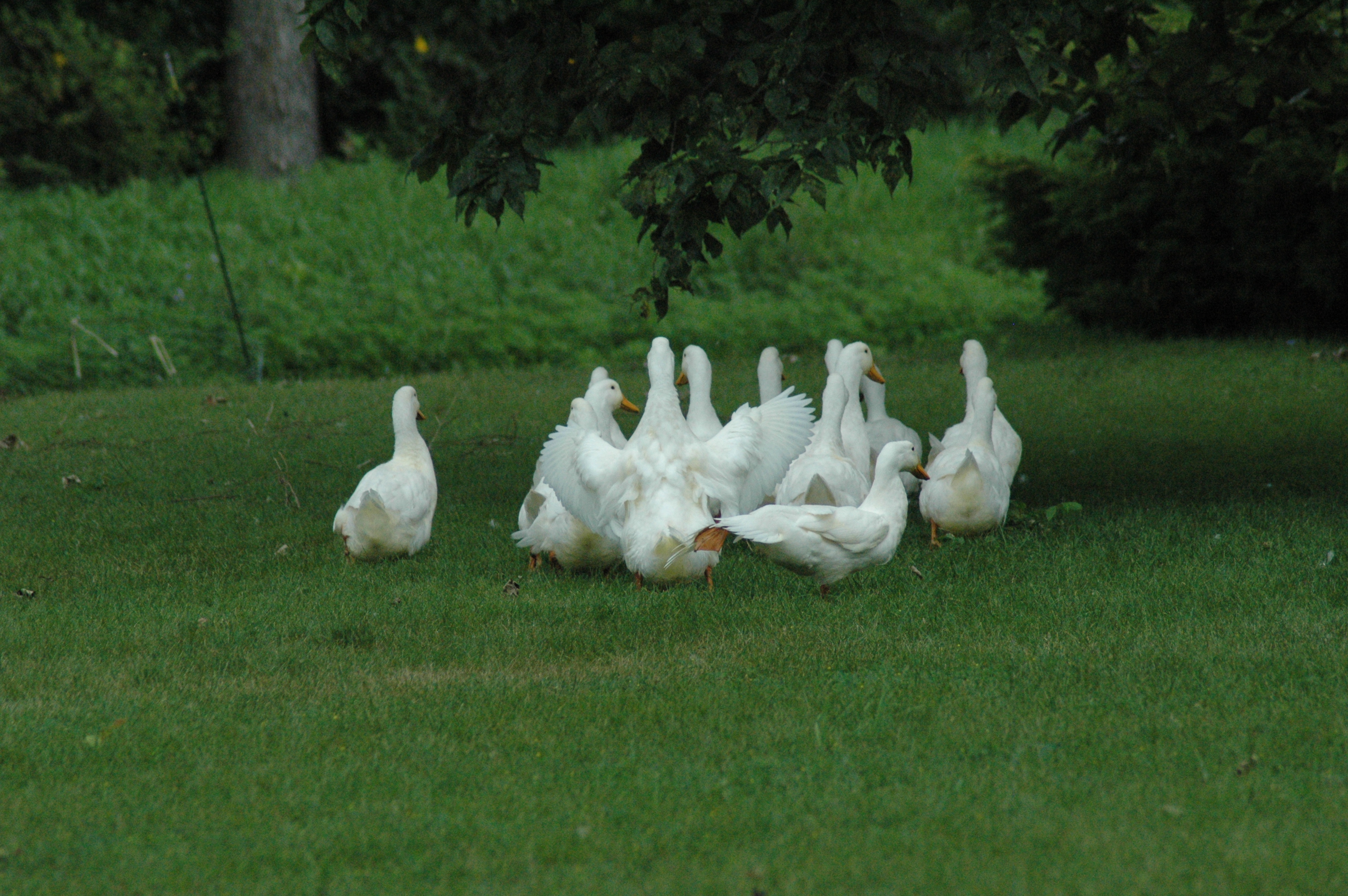 more ducks