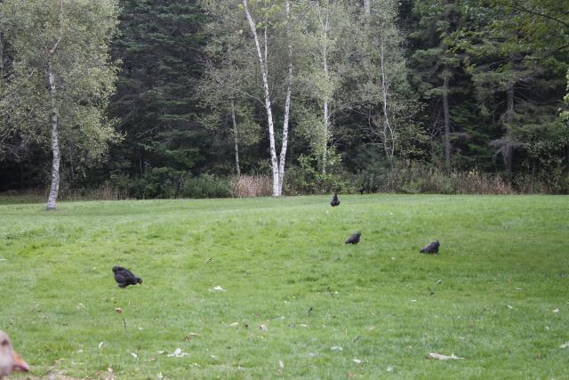 More free ranging