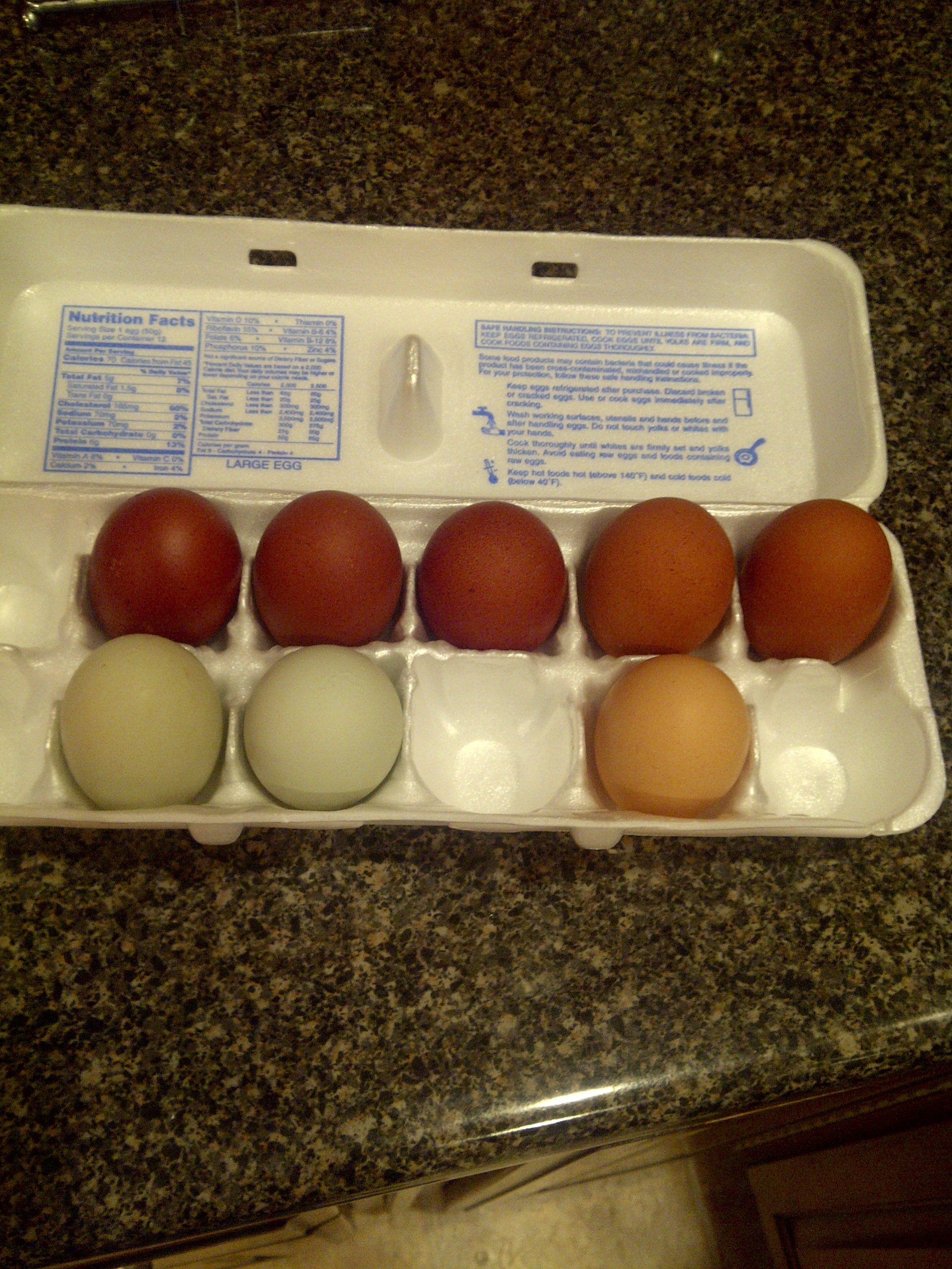 More from my black coppers. egg colors seem to be random. sometimes they are pretty dark and other times they aren't. Front row left is from my Ameraucana and to the right is a RIR egg.