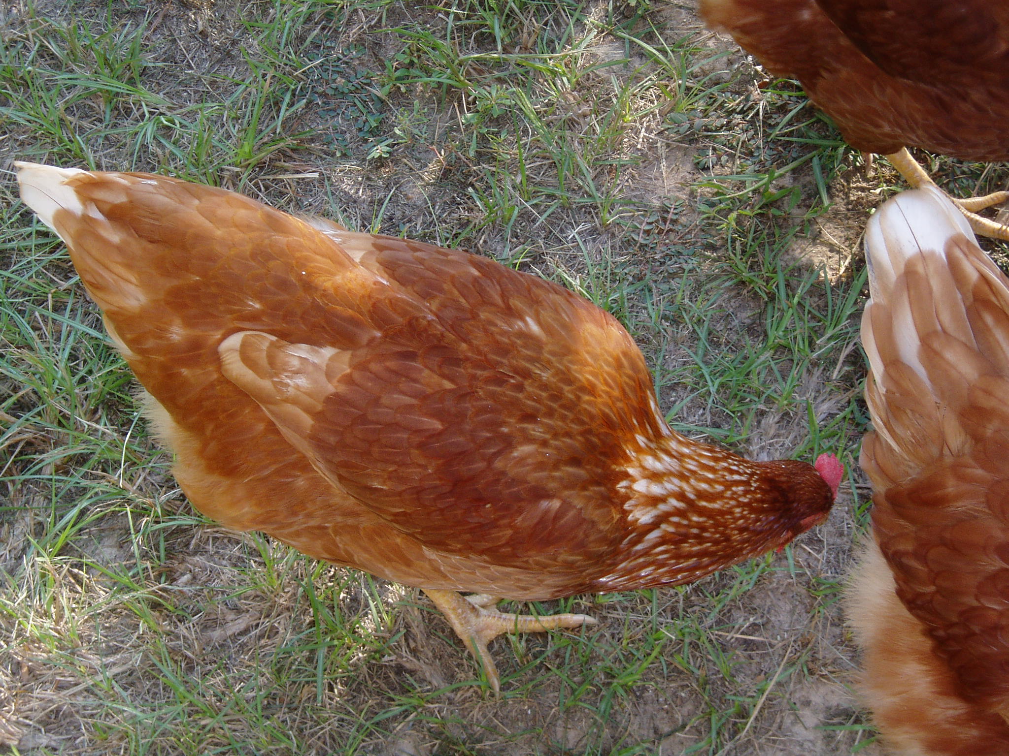 More girls foraging.