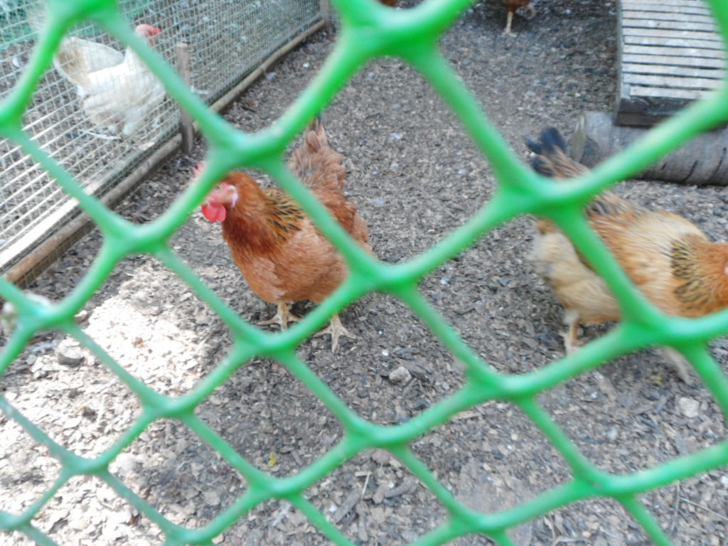 more kabir hens