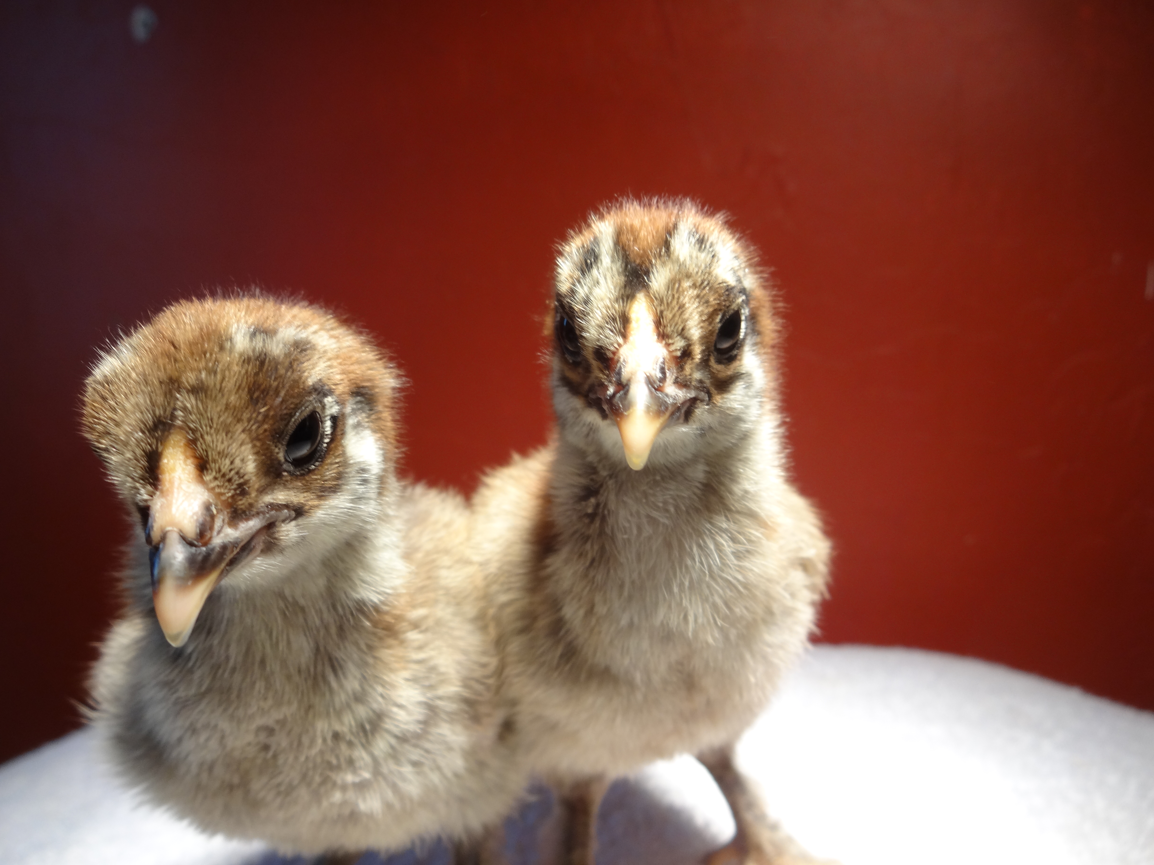 More of Fleipai and Unnamed.

Still more chicks, but there is too much to do to add them now. Will do later. Still missing are: Midnight Jester, Unnamed, Johnny Depp (yep, another celebrity), my poor deceased rare "Marvel" and another Unnamed.