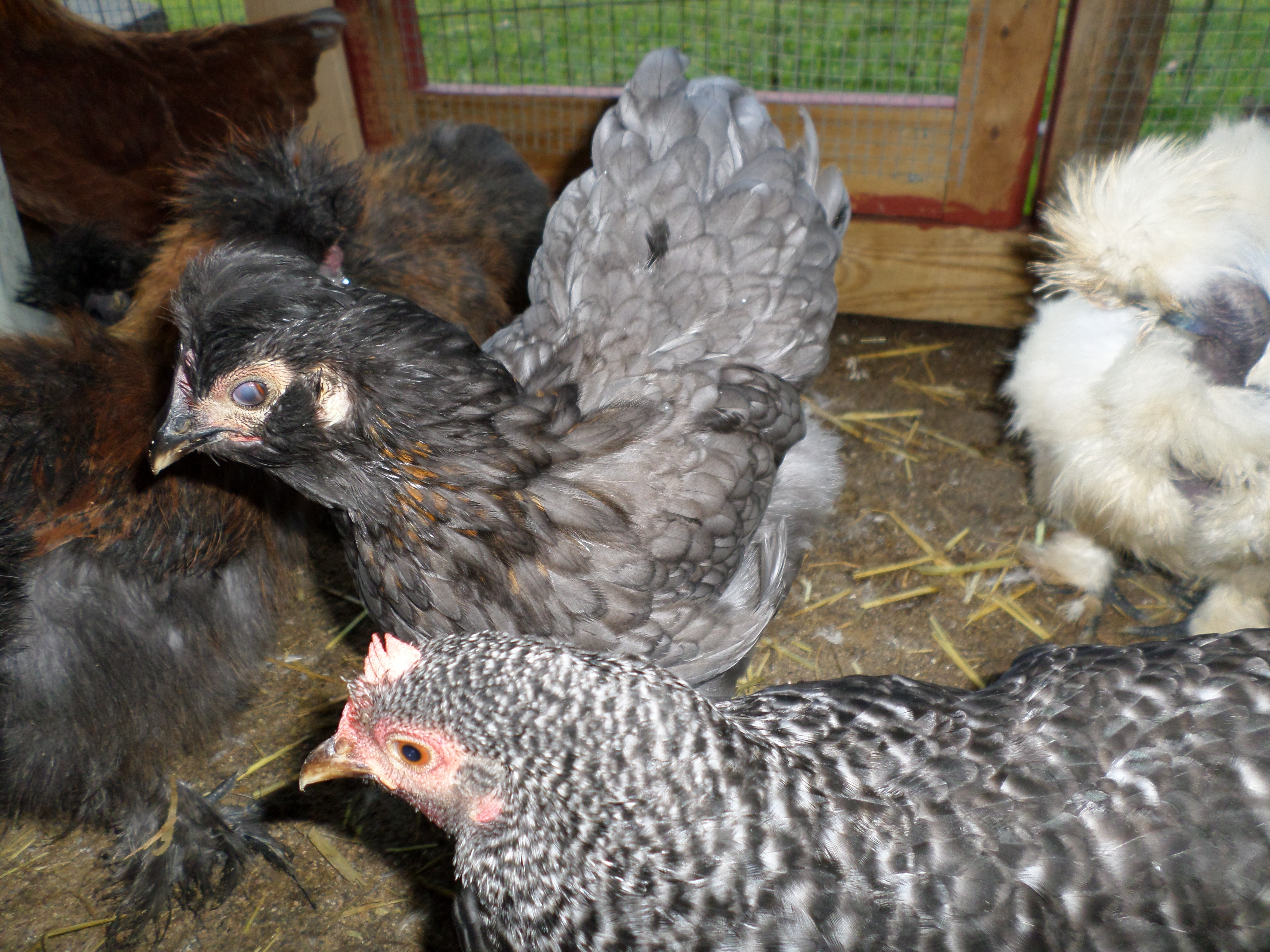 More of my chickens