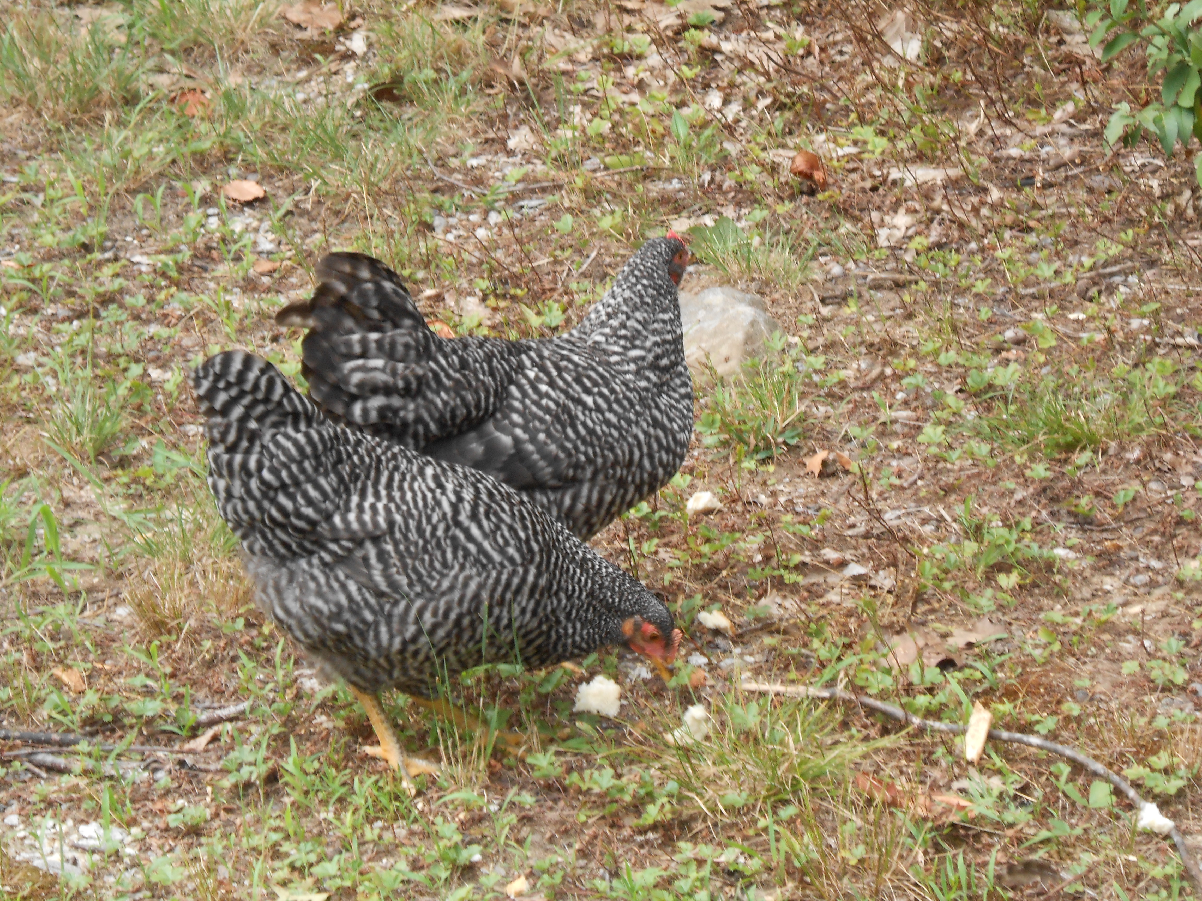 More of My girls