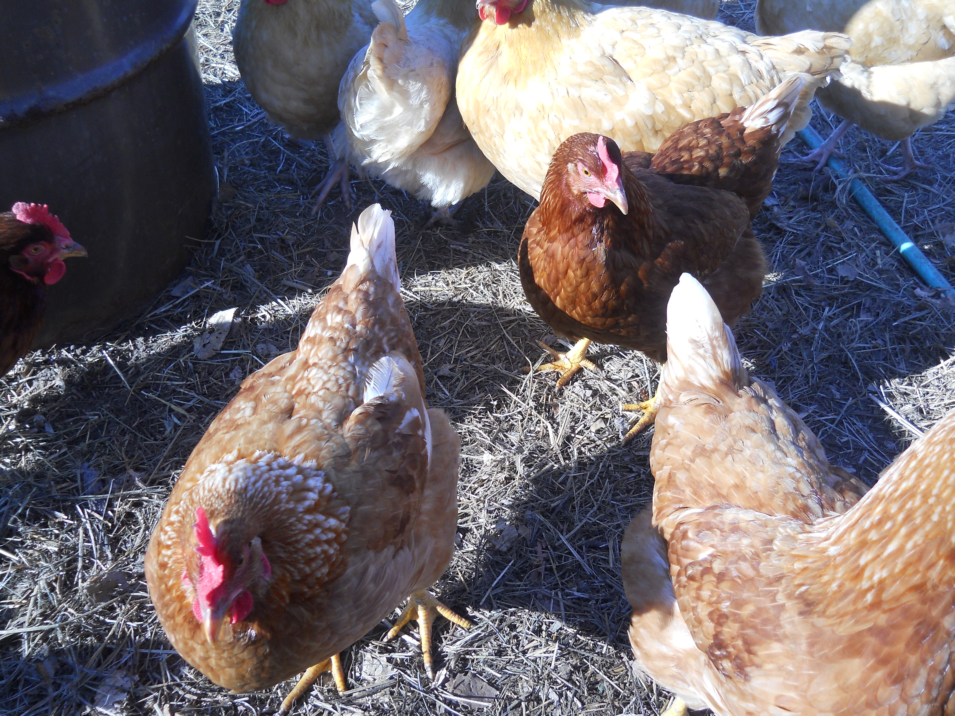 more of my girls