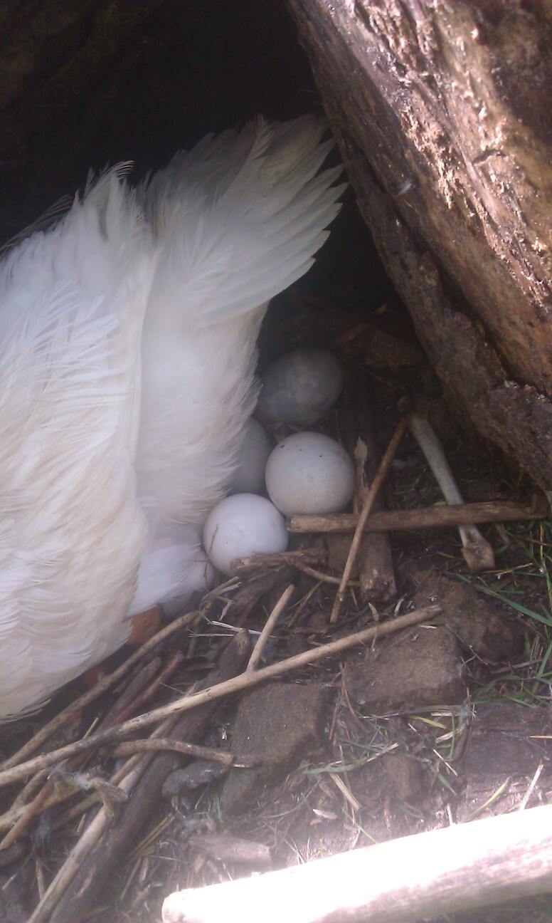 More of the eggs in Mama Pekins' nest