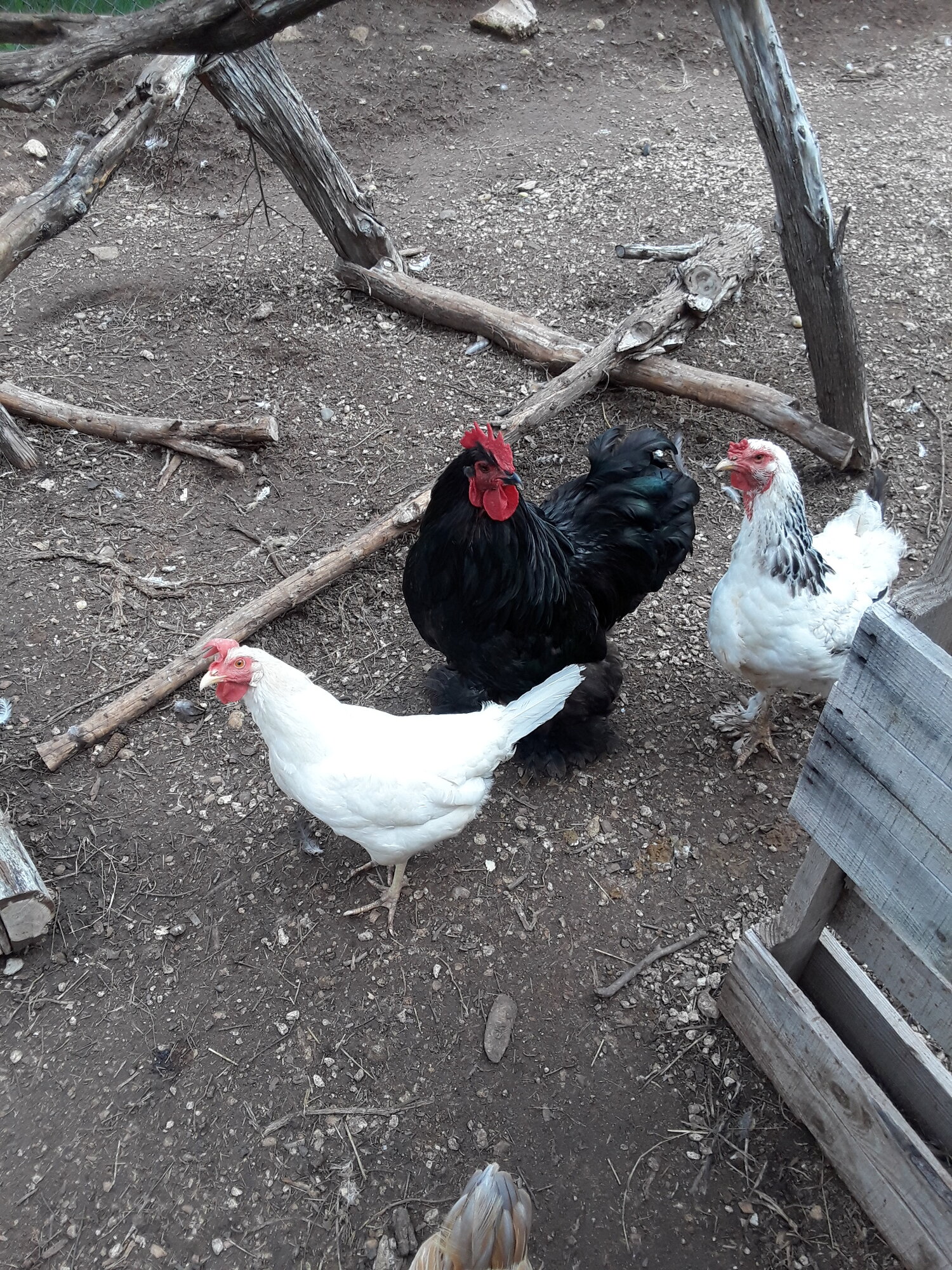 more of the flock