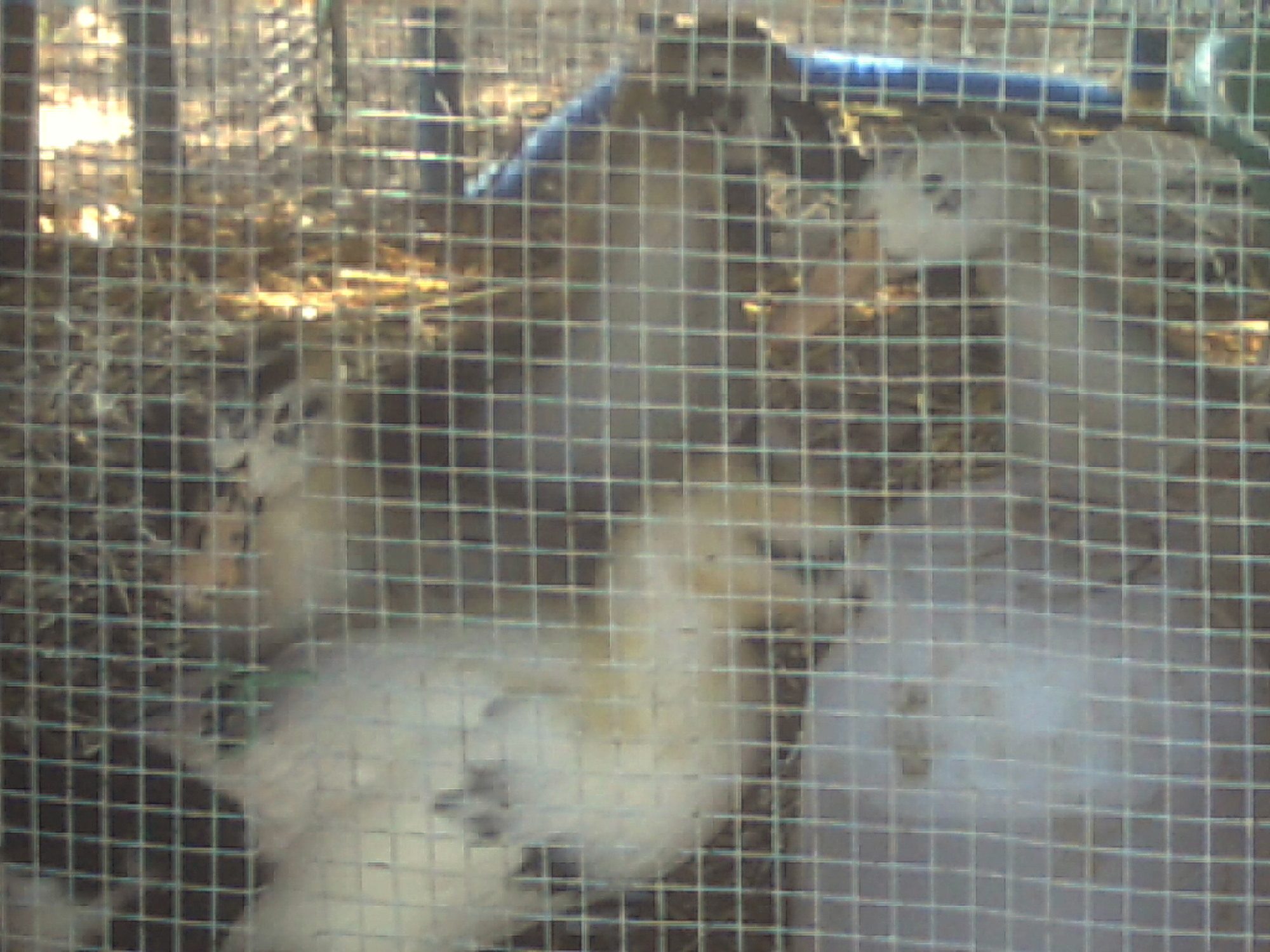 more pics of my anacona ducklings