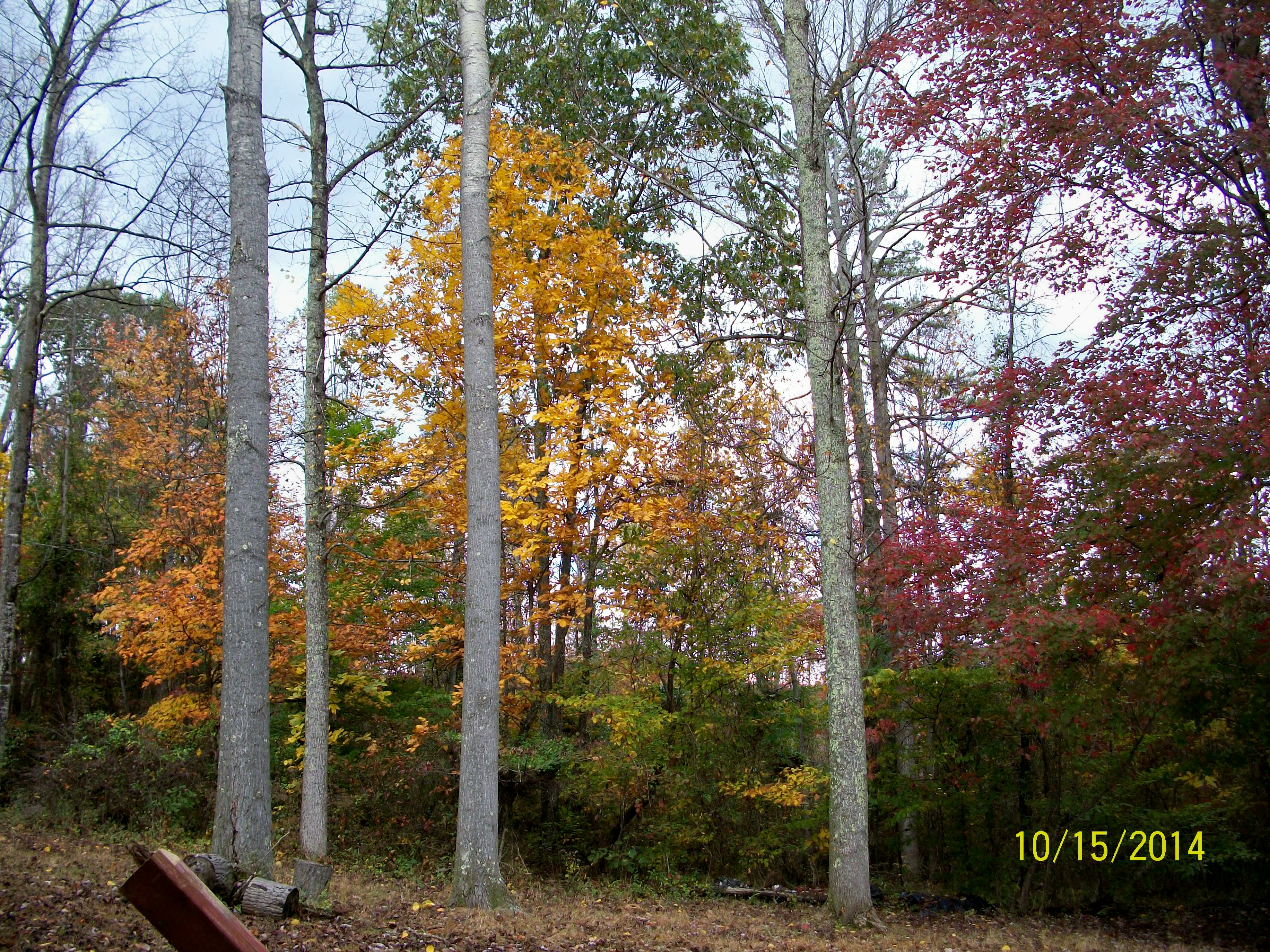 More pretty trees near the coop....