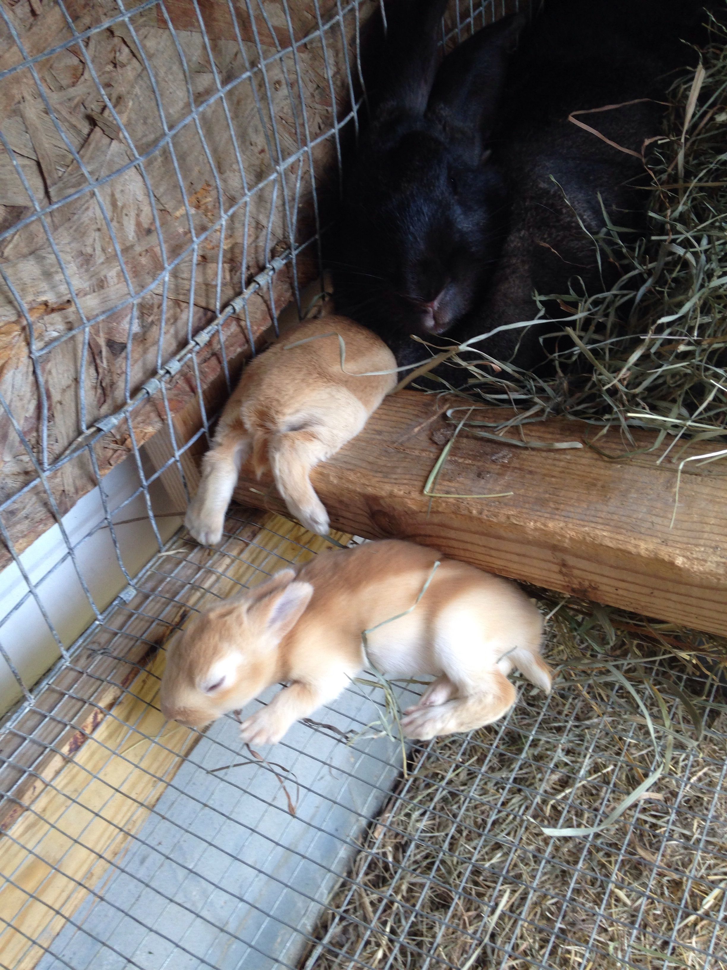 More sleeping babies