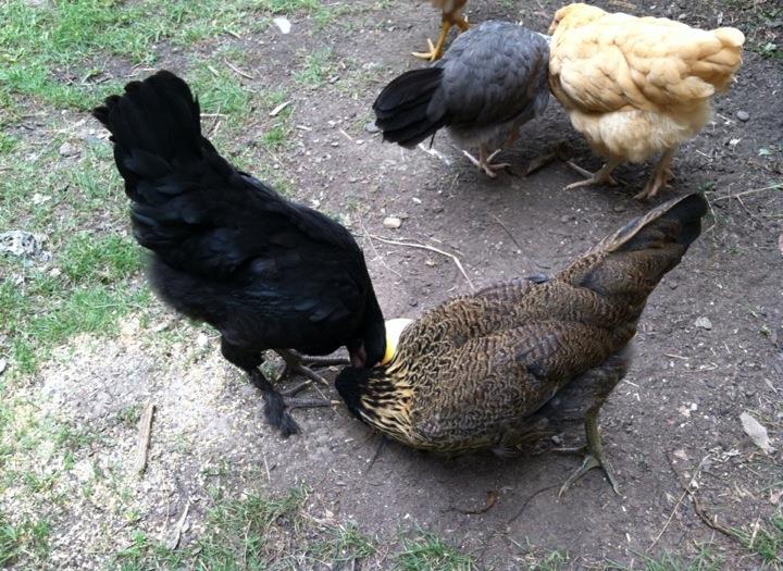 Morgaine has never pecked Clara though, wondering if Clara is top hen and Morgaine is number 2