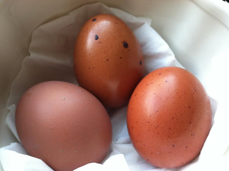 Morgaine the Black Copper Marans, first three eggs