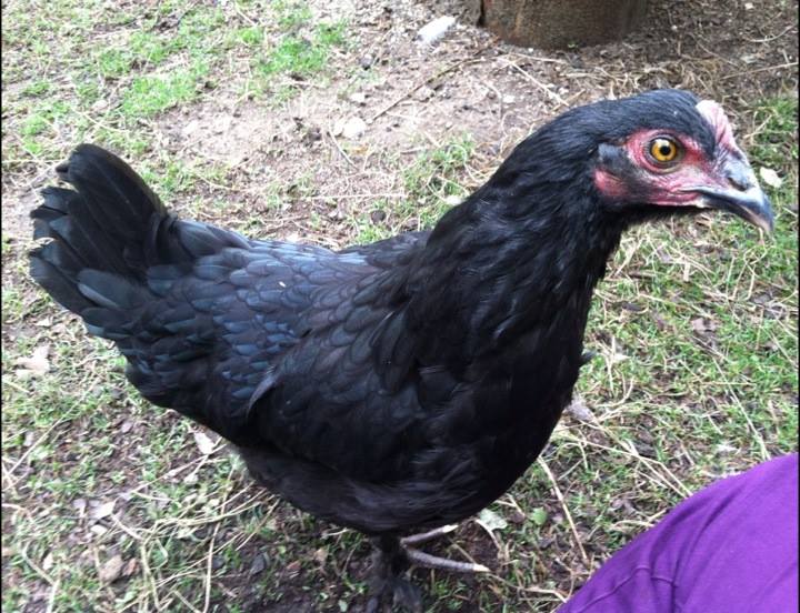 Morgaine the meanish Marans