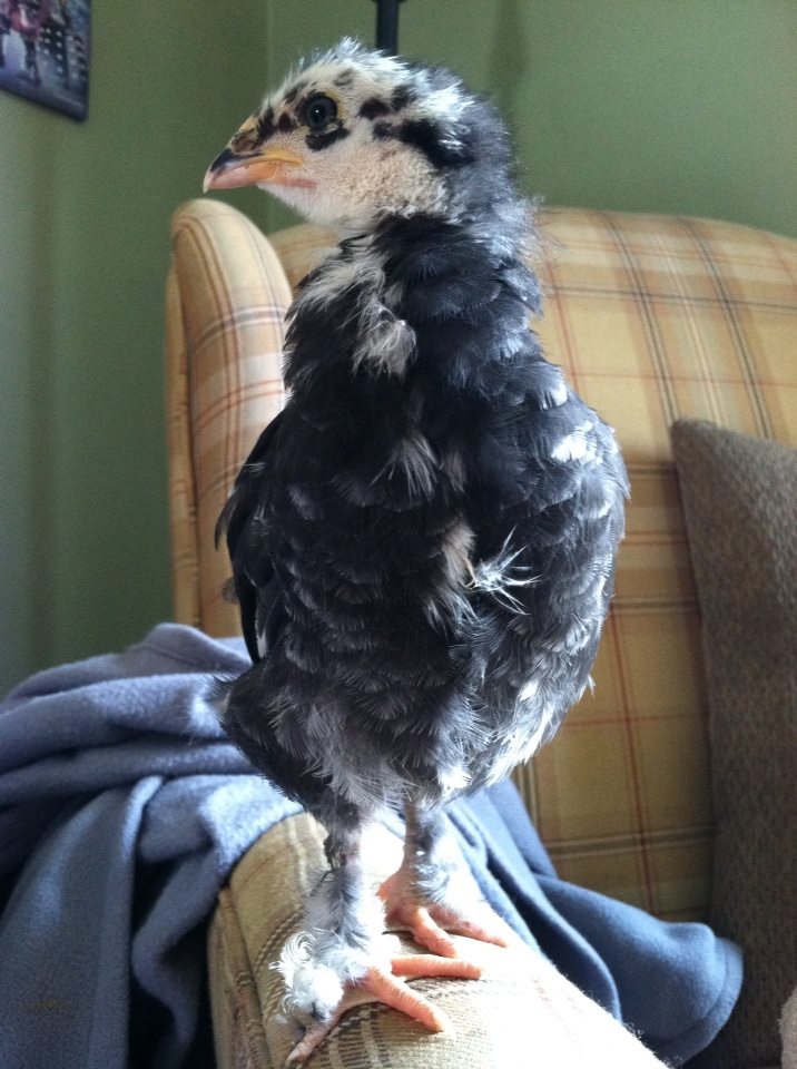 Morgaine's feathers have been a bit disheveled of late