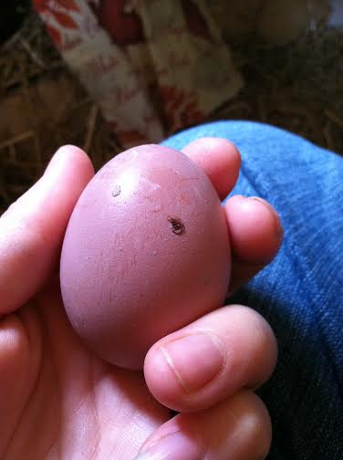 Morgaine's first egg laid October 31st 2014