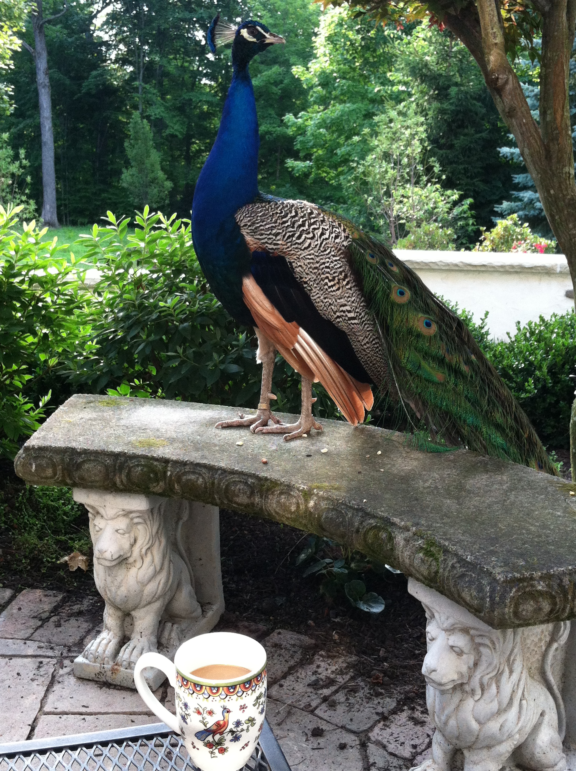 Morning Coffee with Blue