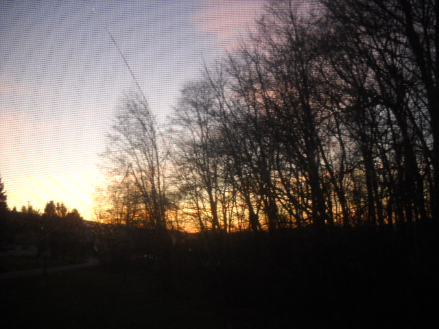 Morning dawning in my yard.