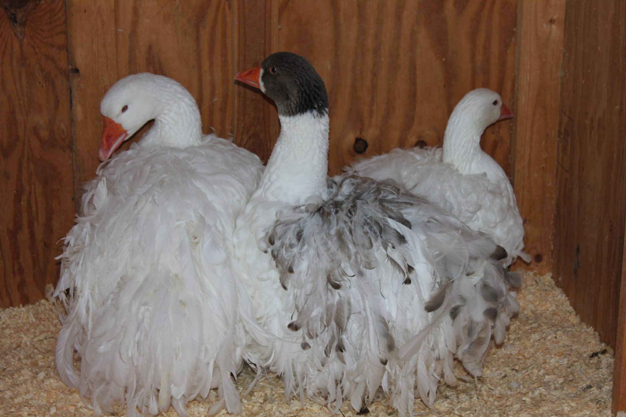 Moscato, Blueberry Muffin & Trinity