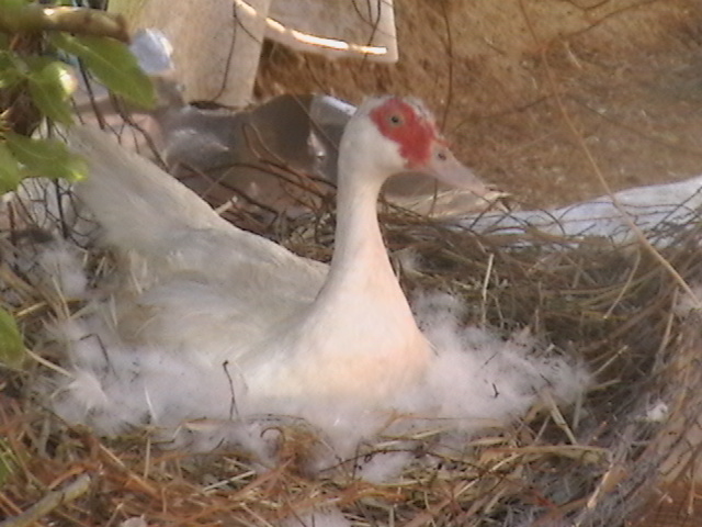 Moscovy white duck