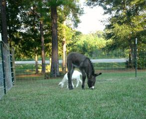 Mose, the donkey foal.