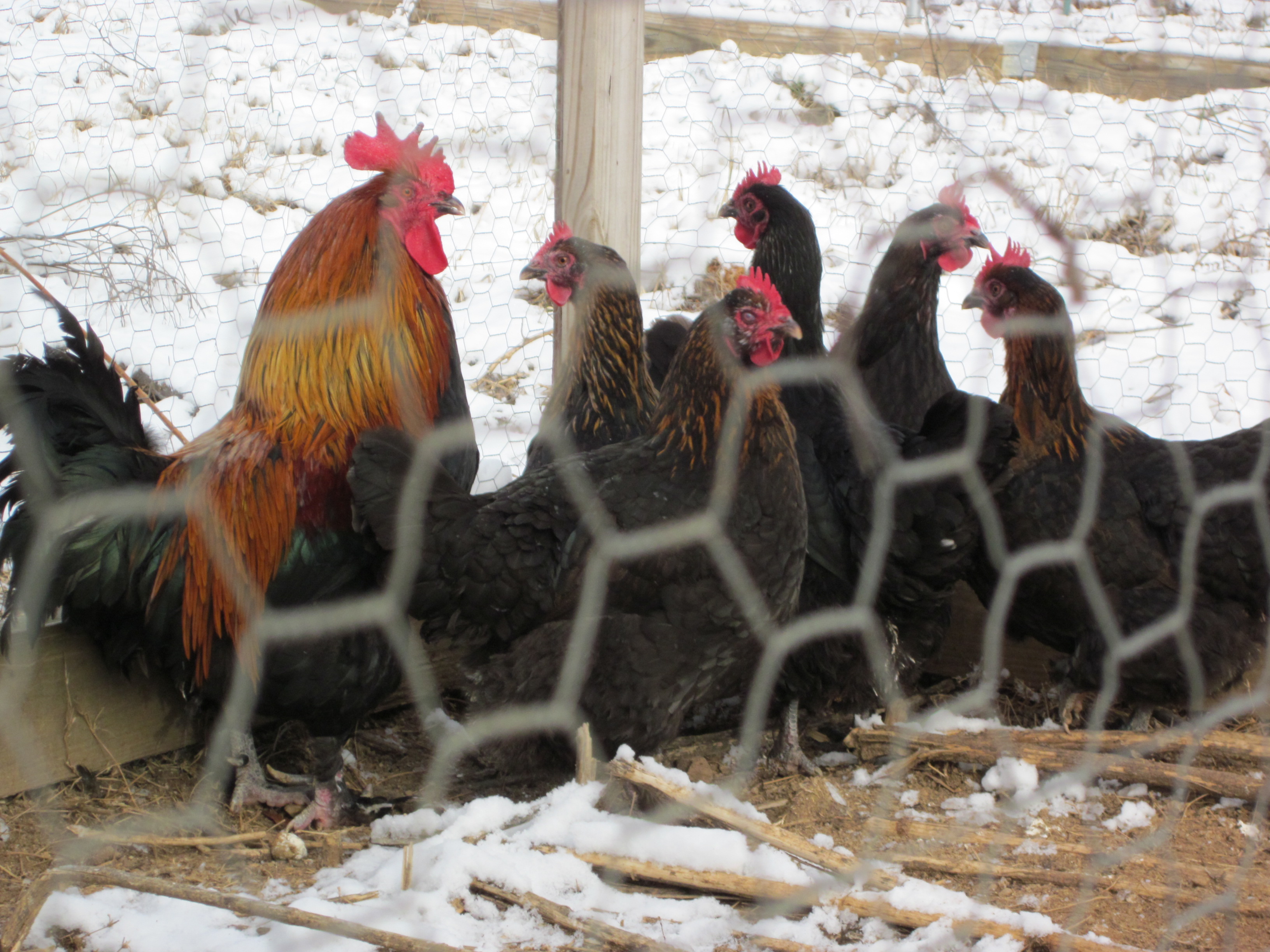 moses2.JPGhttp://www.backyardchickens.com/u/93617/chickimoma