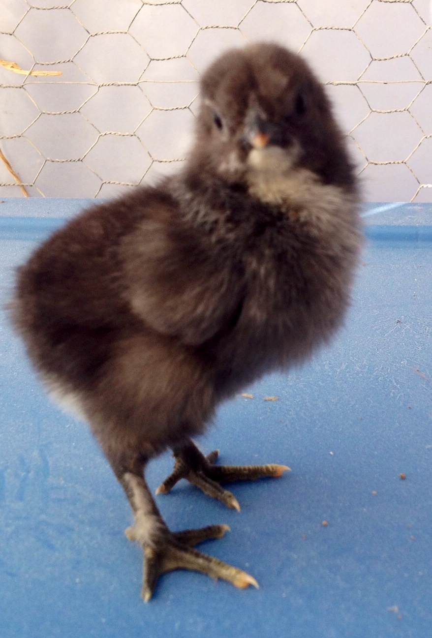 Mosey (Moe if a Cockerel)