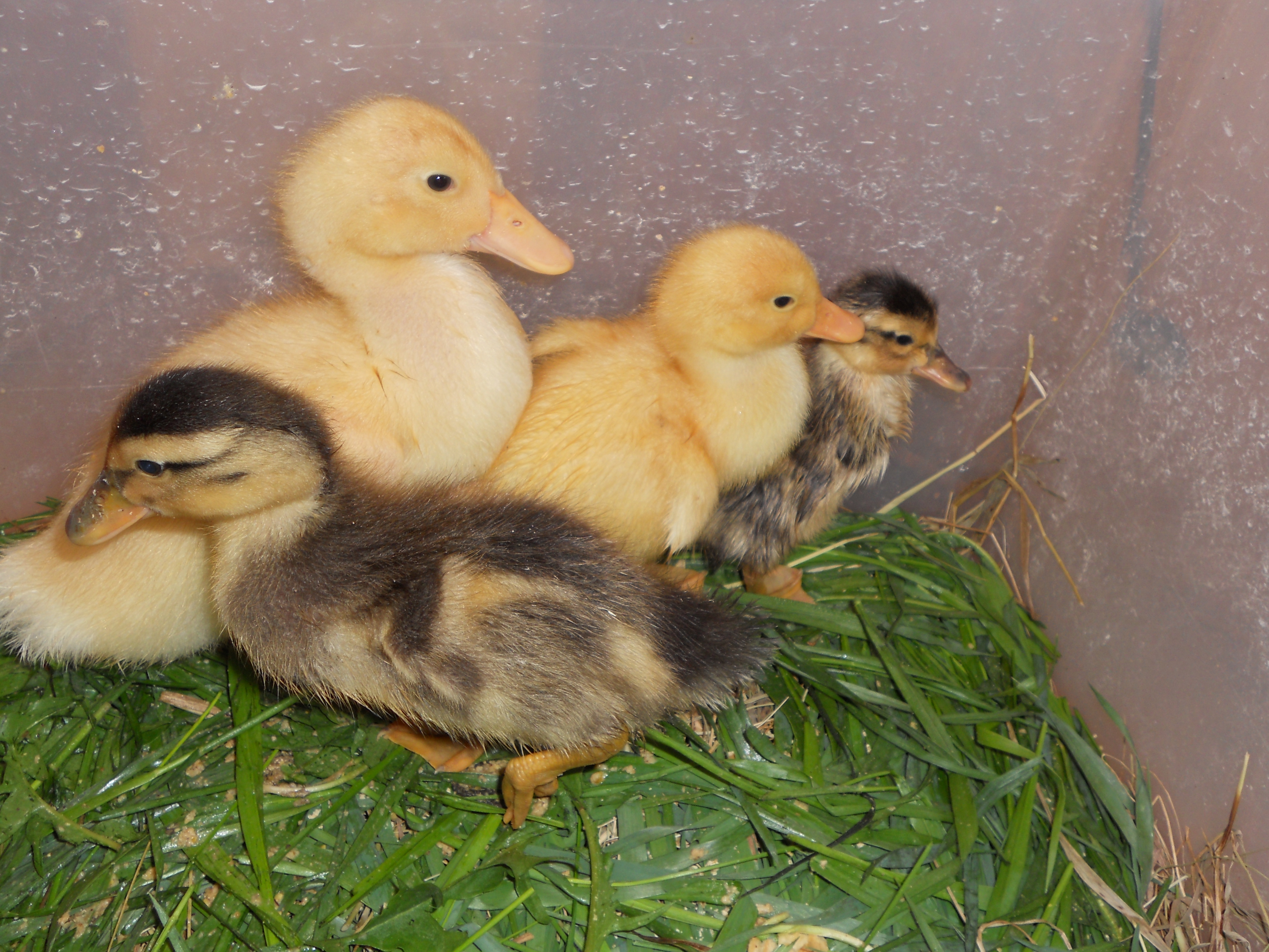 most ducks in a row. but one ALWAYS has to be different, about 2 weeks of age