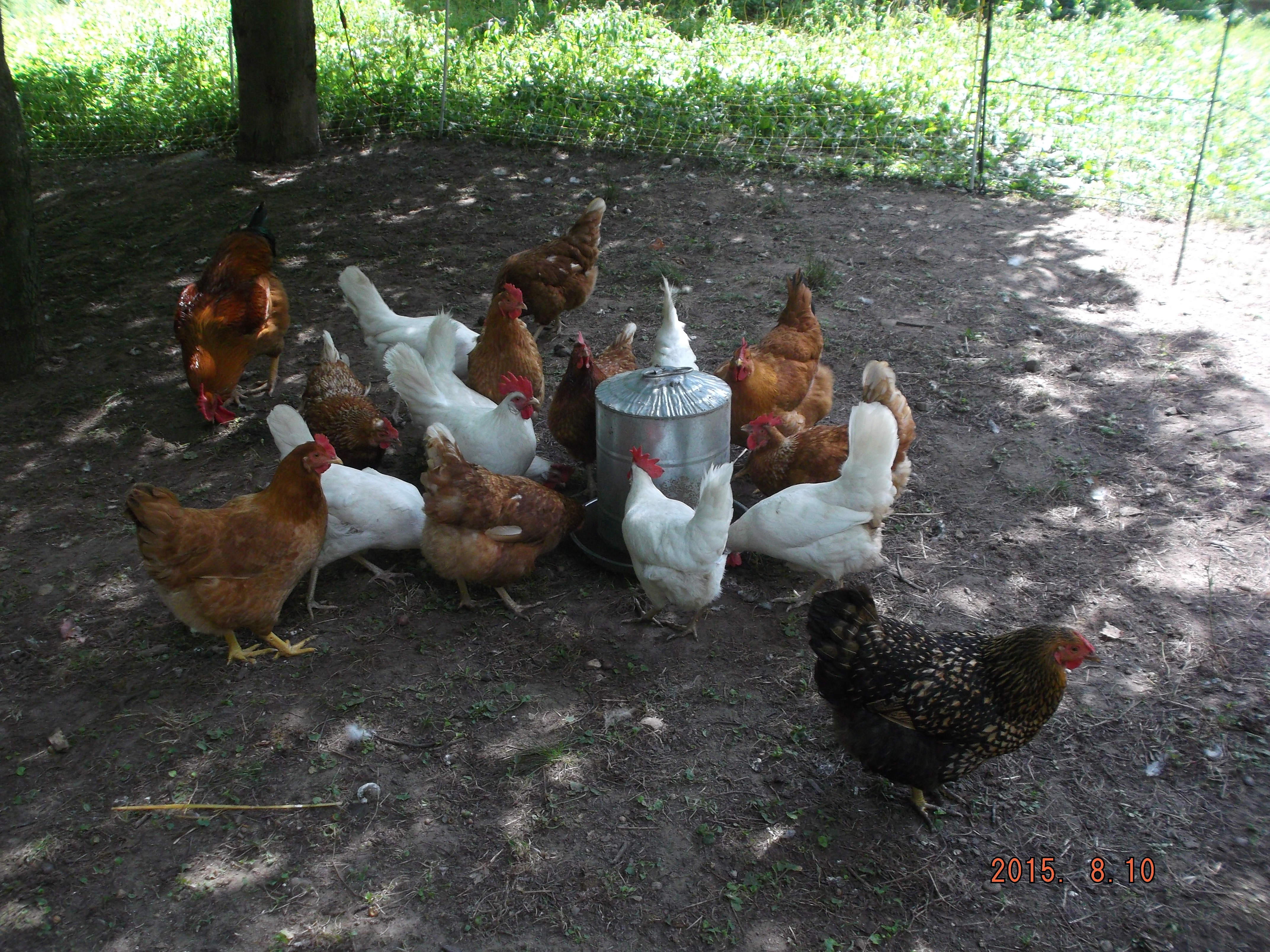 Most of my flock. How do you teach them to stay?