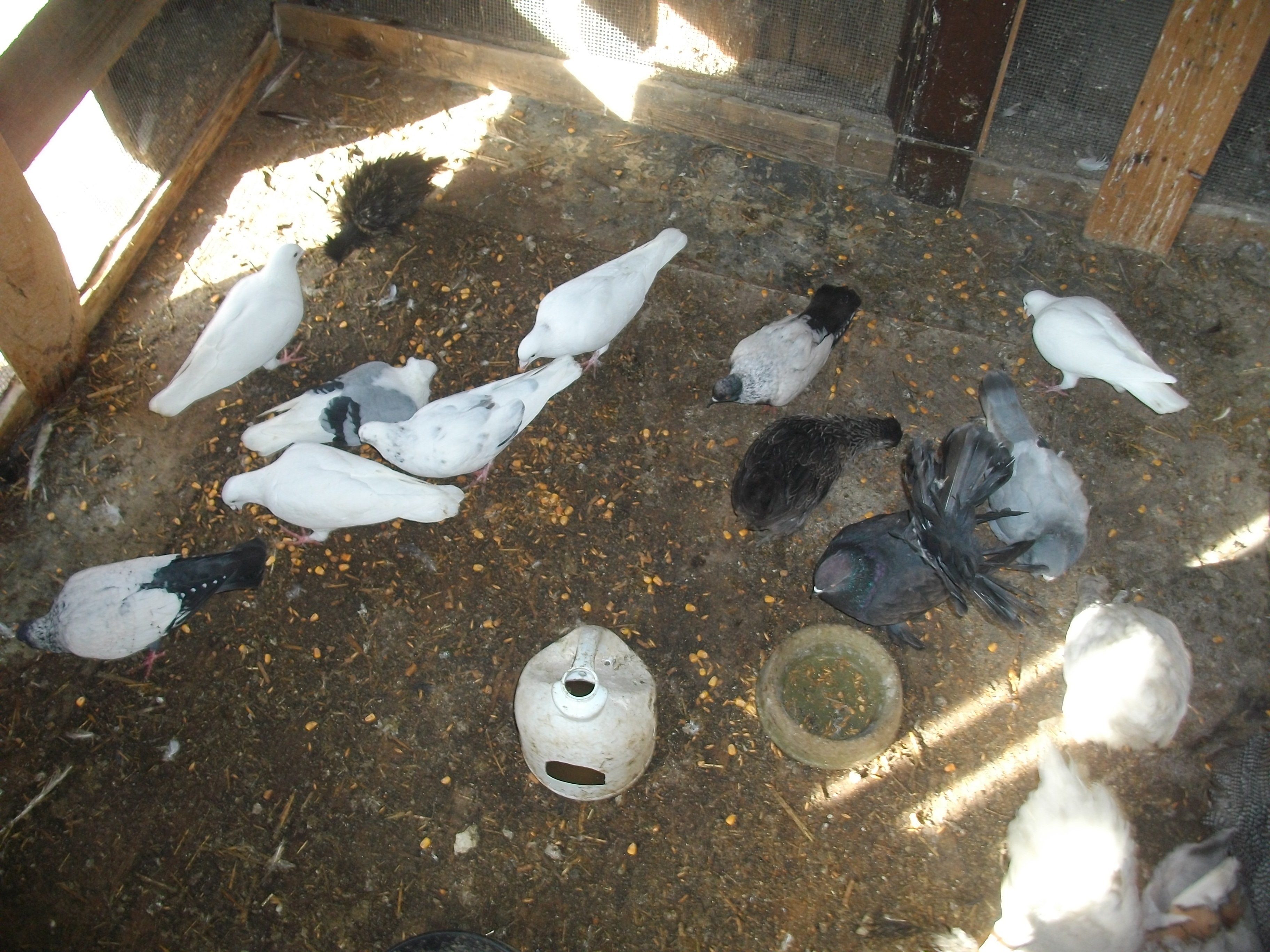 most of my pigeons