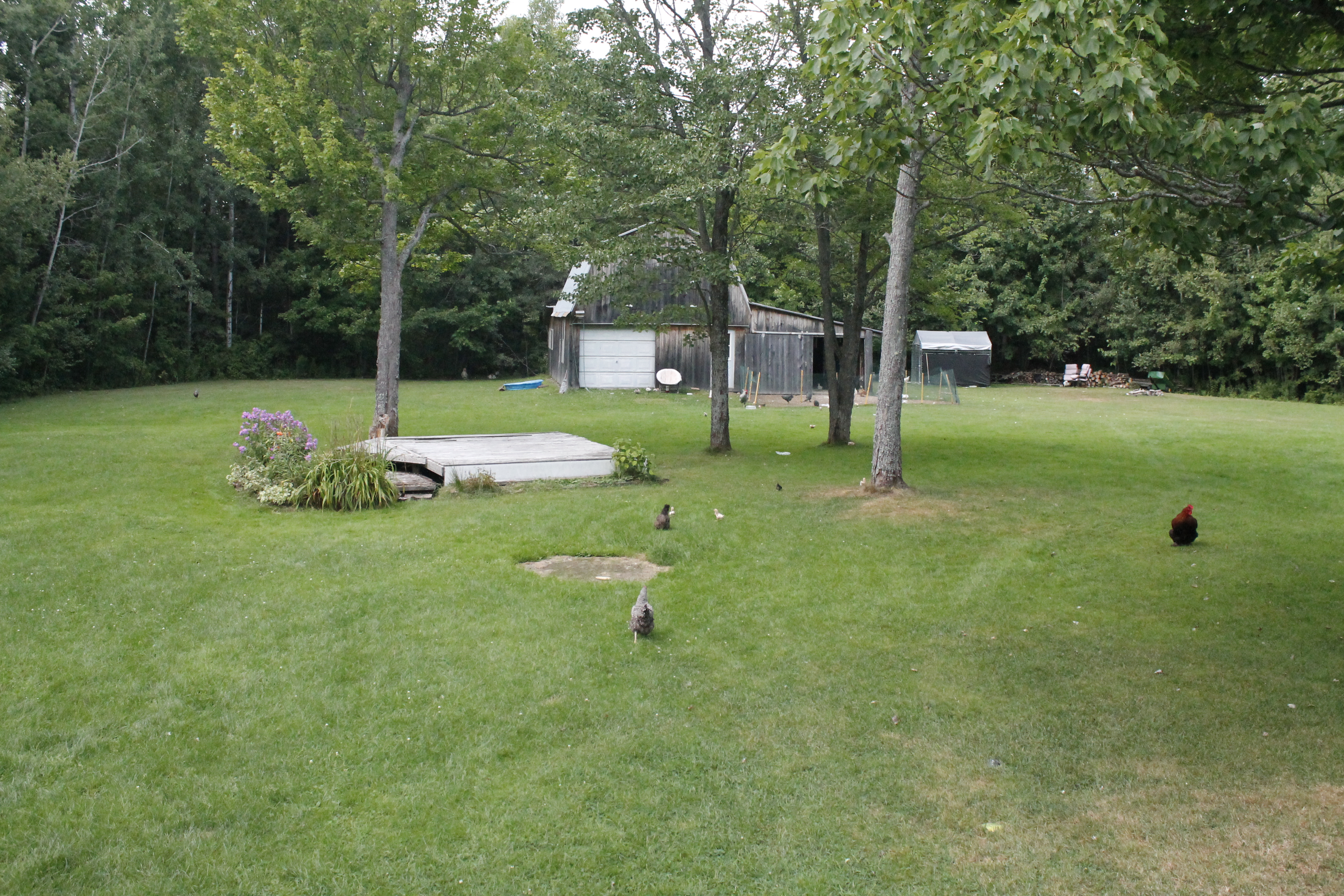Most of our birds (minus the silkies and bantam Ameraucanas) free range after breeding season, and have plenty of space to relax and more than enough grass to munch on. They spend the majority of their daytime in the woods getting out of the sun. Everyone is happy and well taken care of. :)