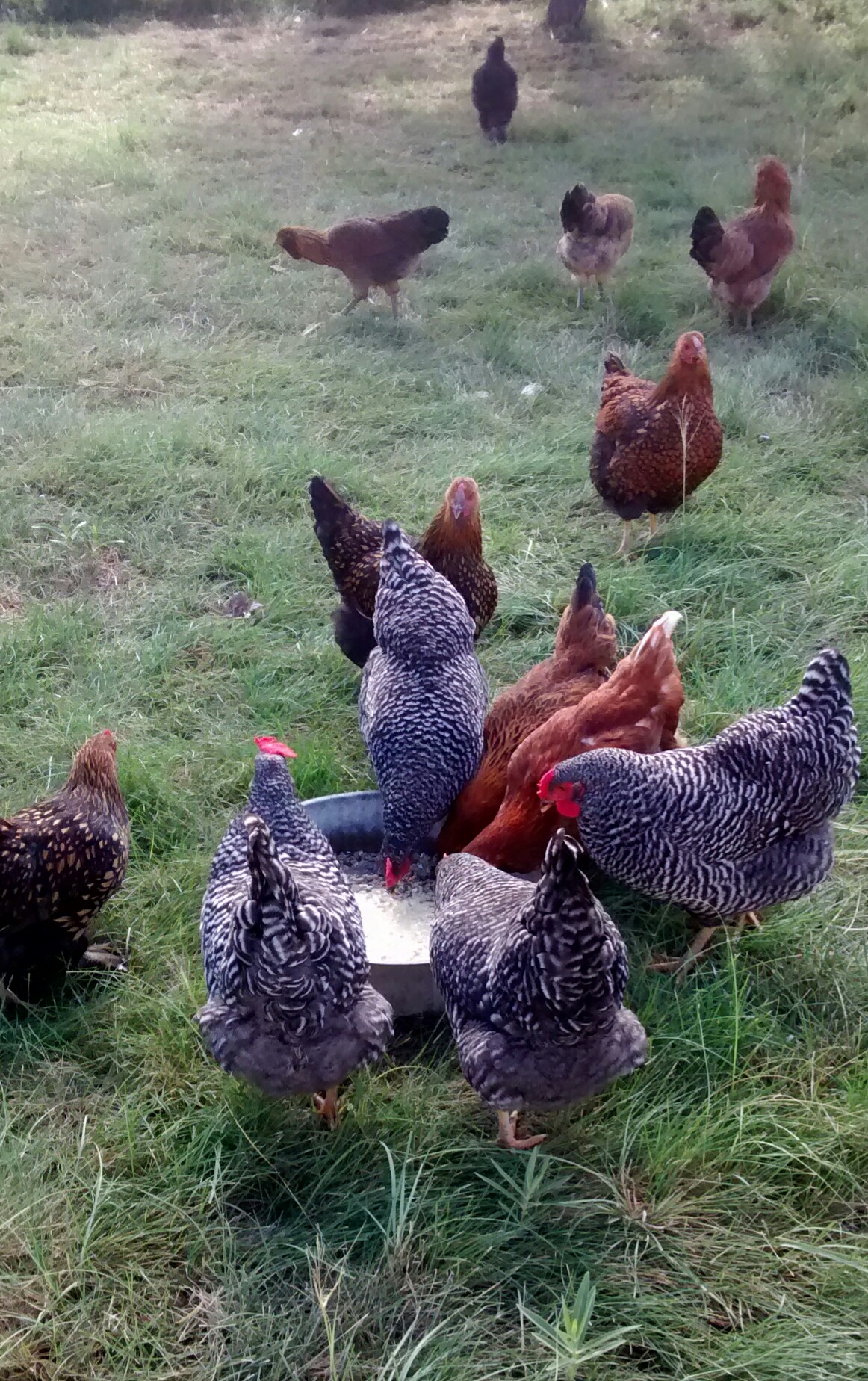 Most of the older hens having leftover corn grit batter :)