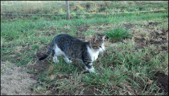 Mostly. He got his name because he was picked up by a hawk when he was a month old. I found him a 3 days later near our orchard mostly dead. Vet said he wouldnt have survived the night. Lucky kitty, 1 life spent :)