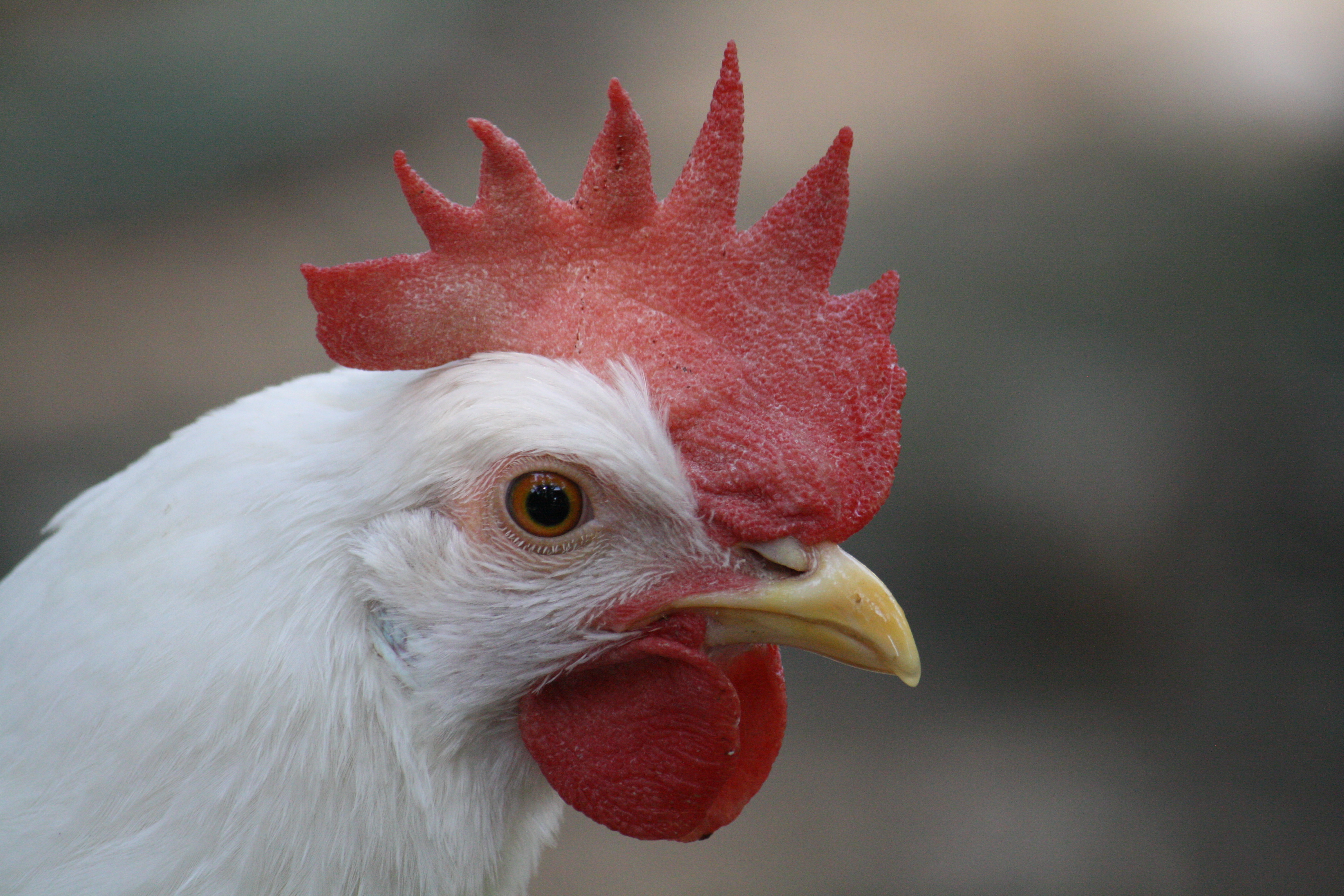 Moth, a White Leghorn.
