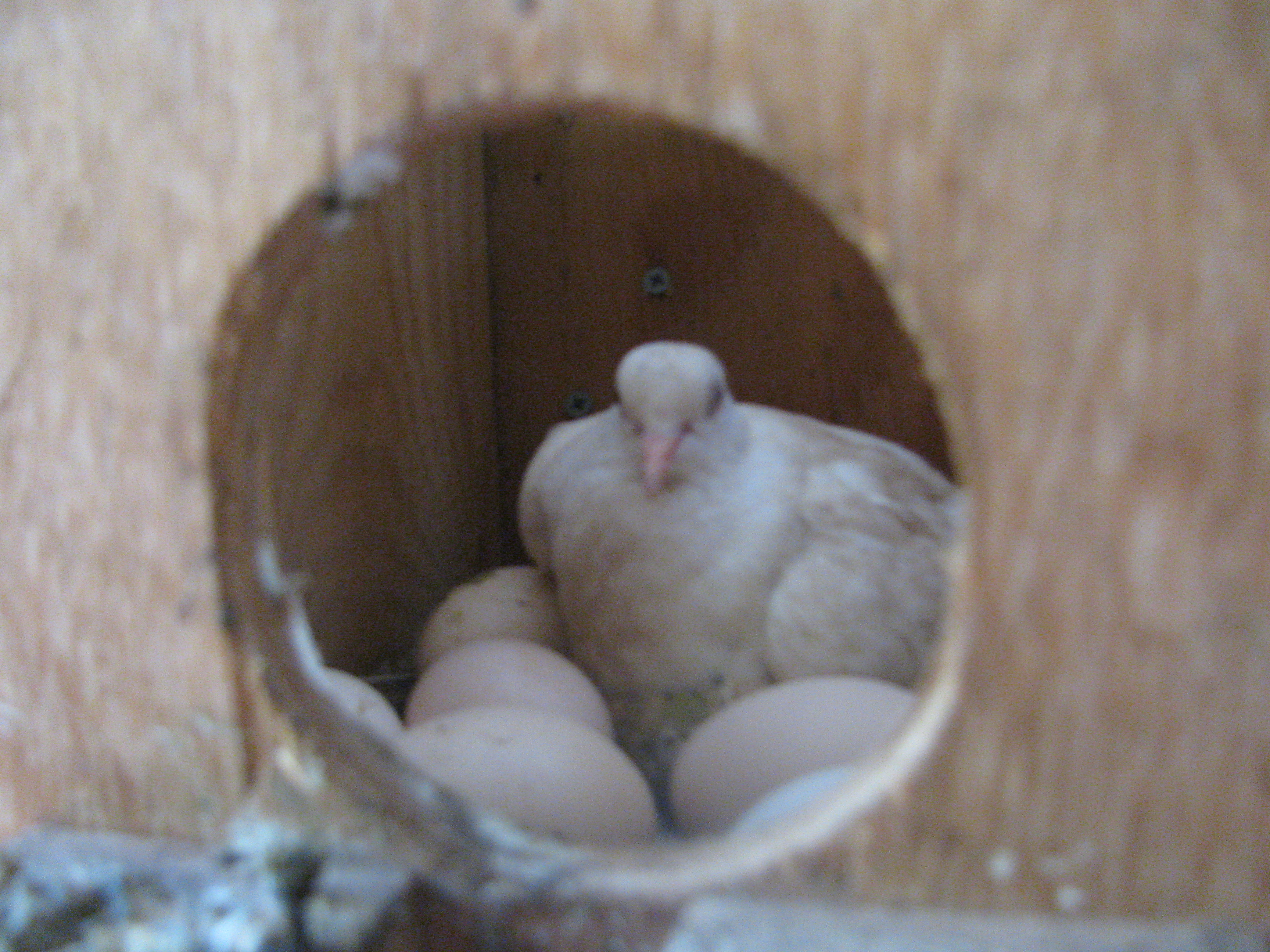 Mother Dove
