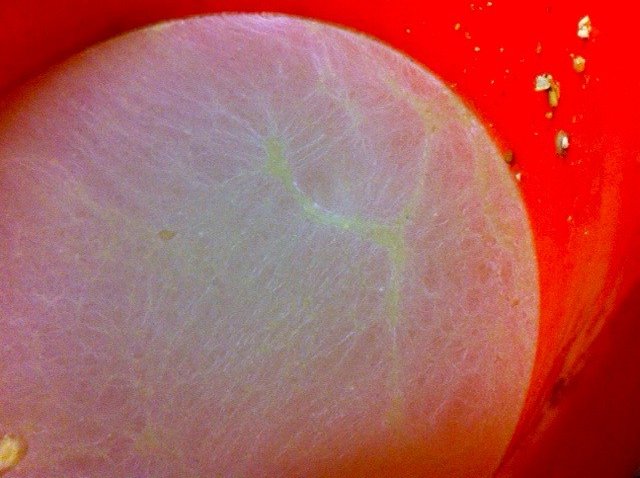 Mother floating over fermenting whole grain. This batch is 1 month old