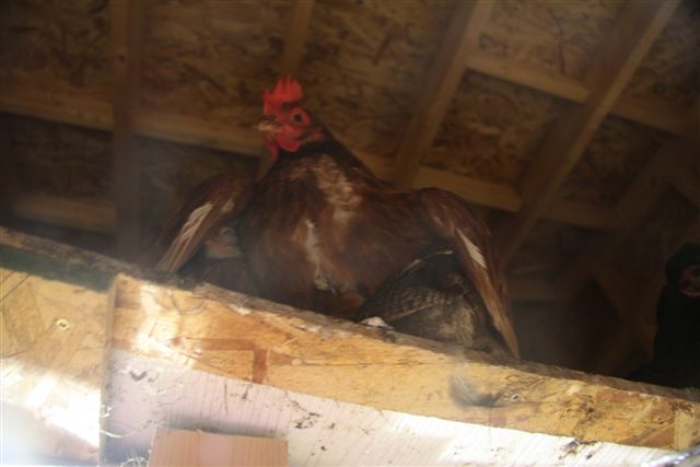Mother Hen adopting chicks