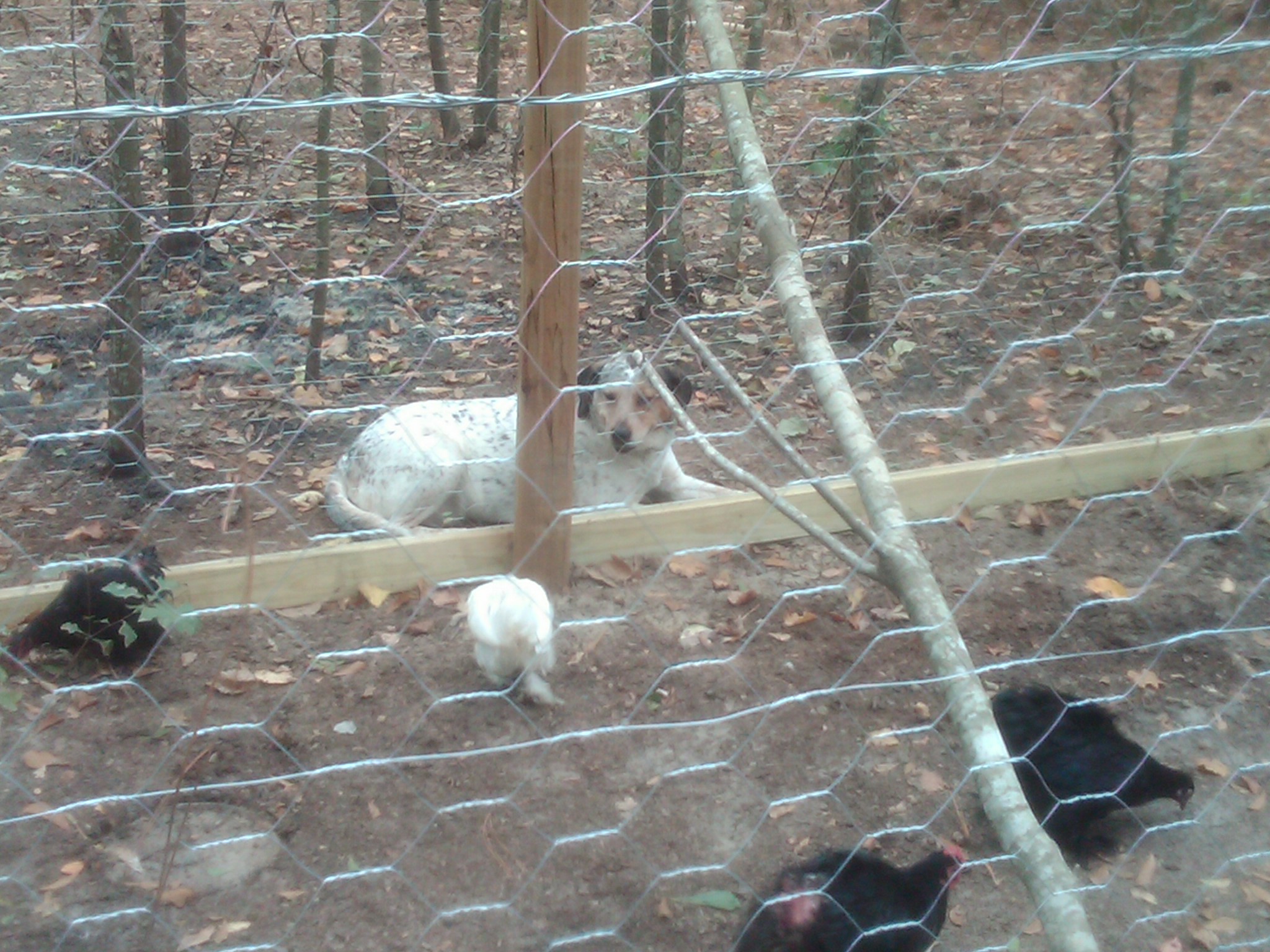 mother hen dog watching over the flock from outside the pen