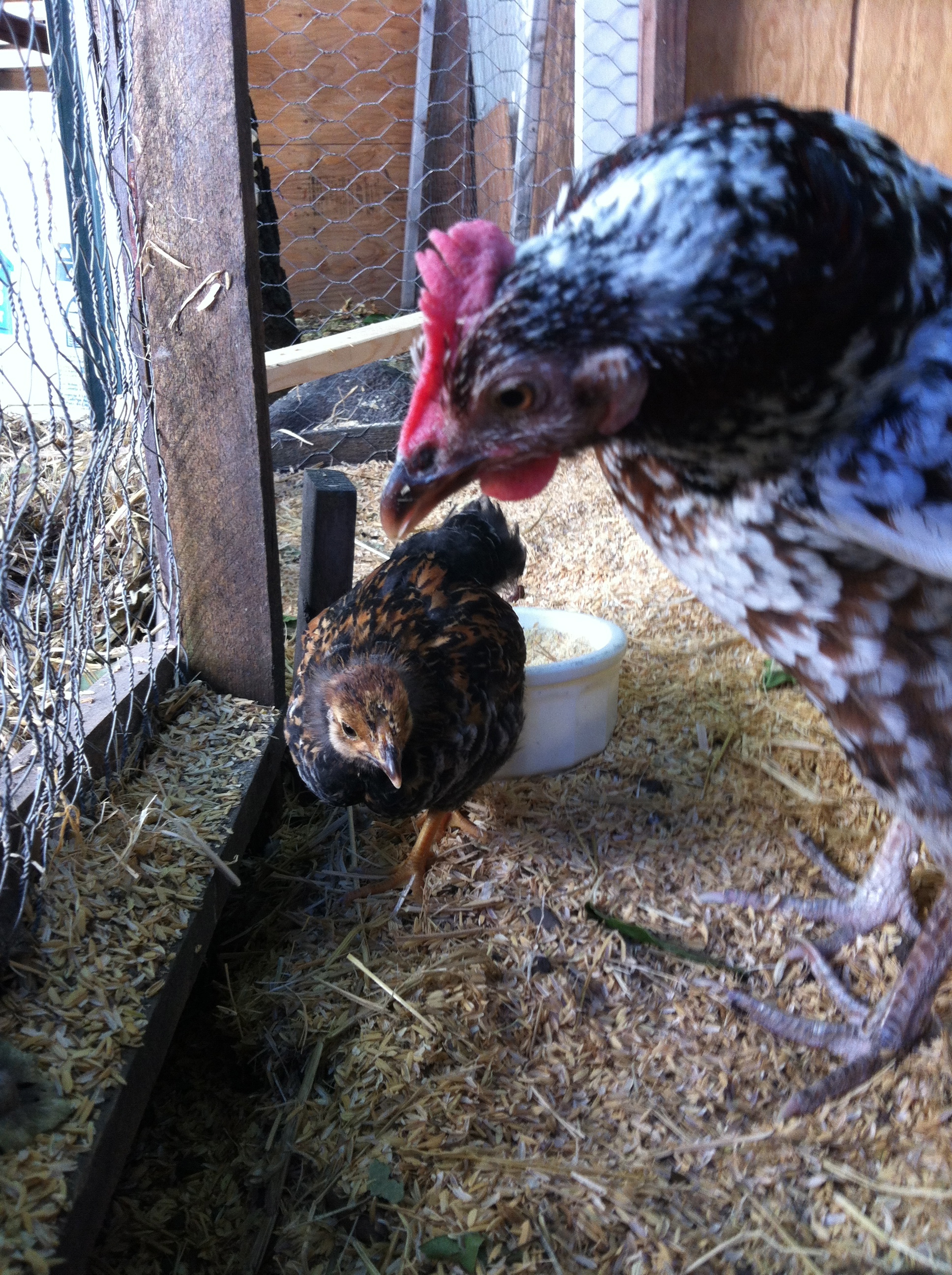 Motherly love, with Dottie, the golden Wyandotte, colors just changing
