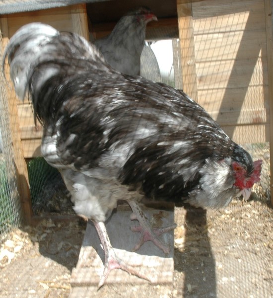 Mottled Ameraucana