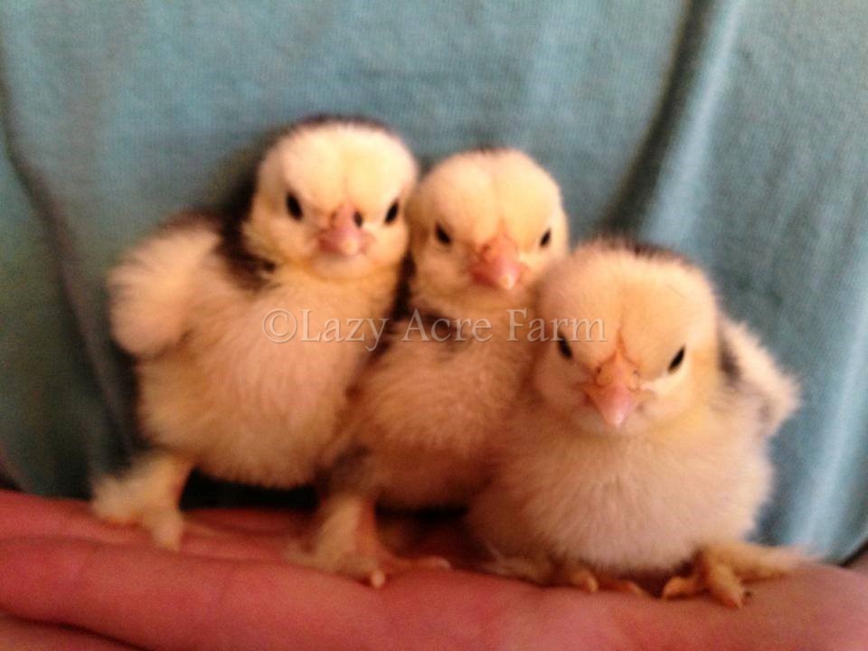 Mottled Bantam Cochin Chicks