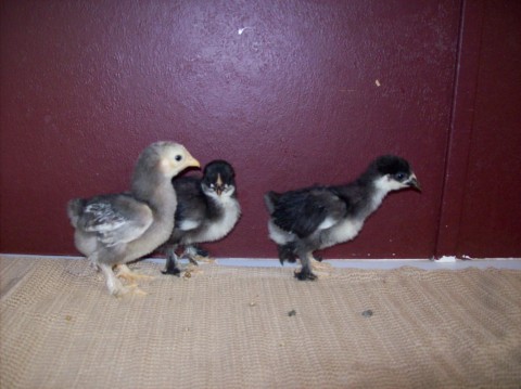 Mottled bantam Cochins. Blue and 2 blacks.